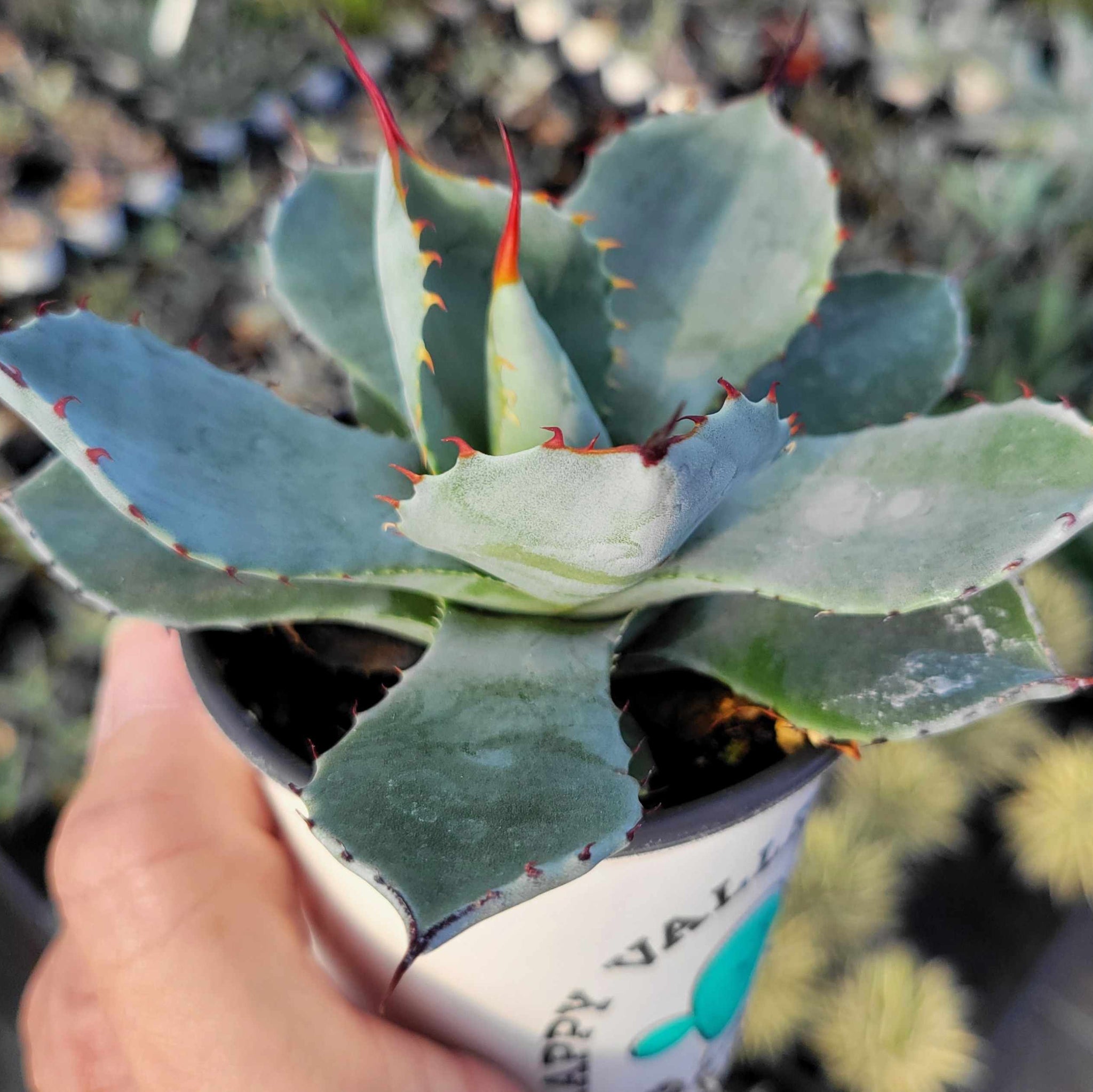 Agave parryi v. truncata - Artichoke Agave – Happy Valley Plants
