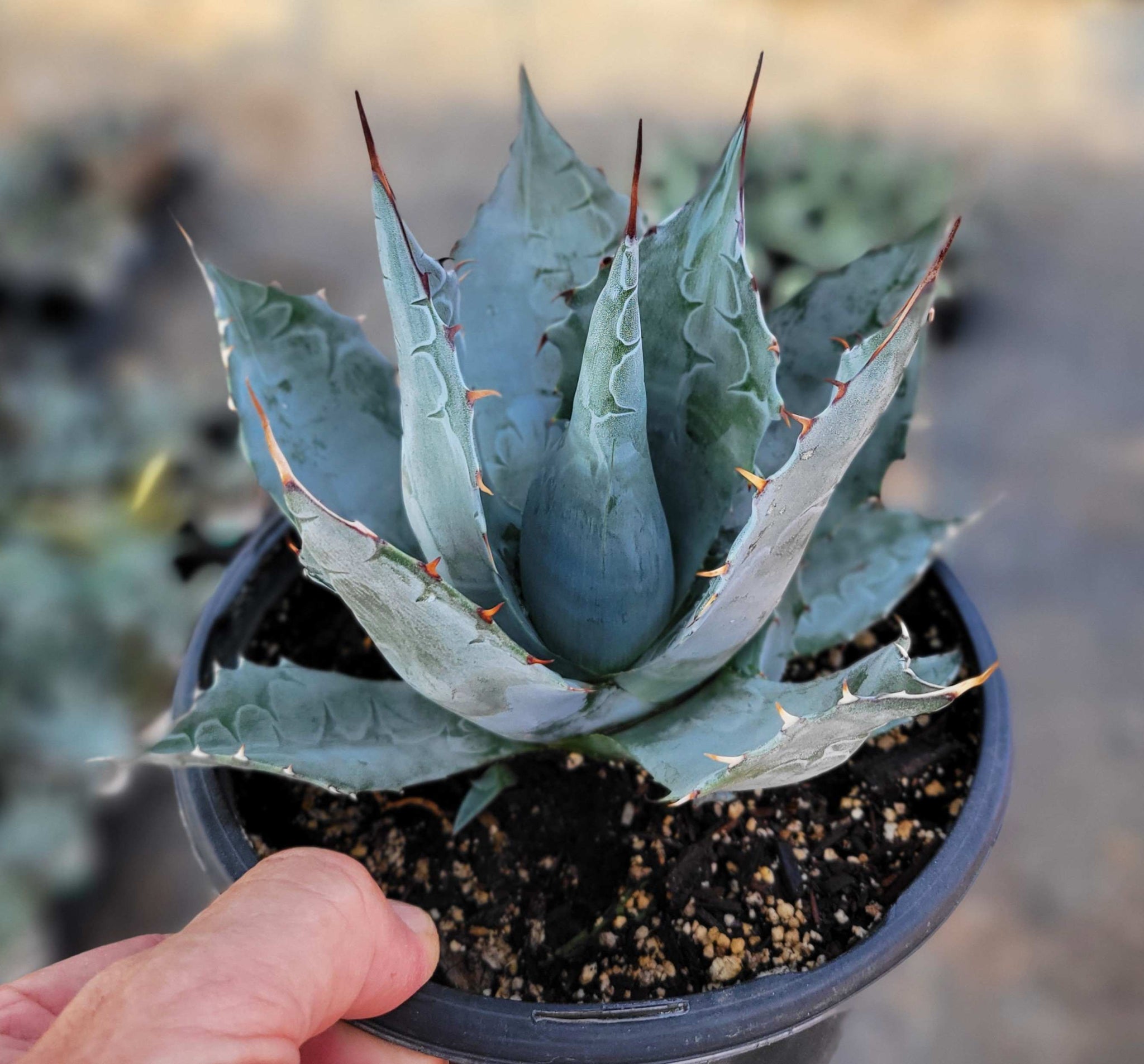 Agave parrasana - Desert Rose Agave – Happy Valley Plants