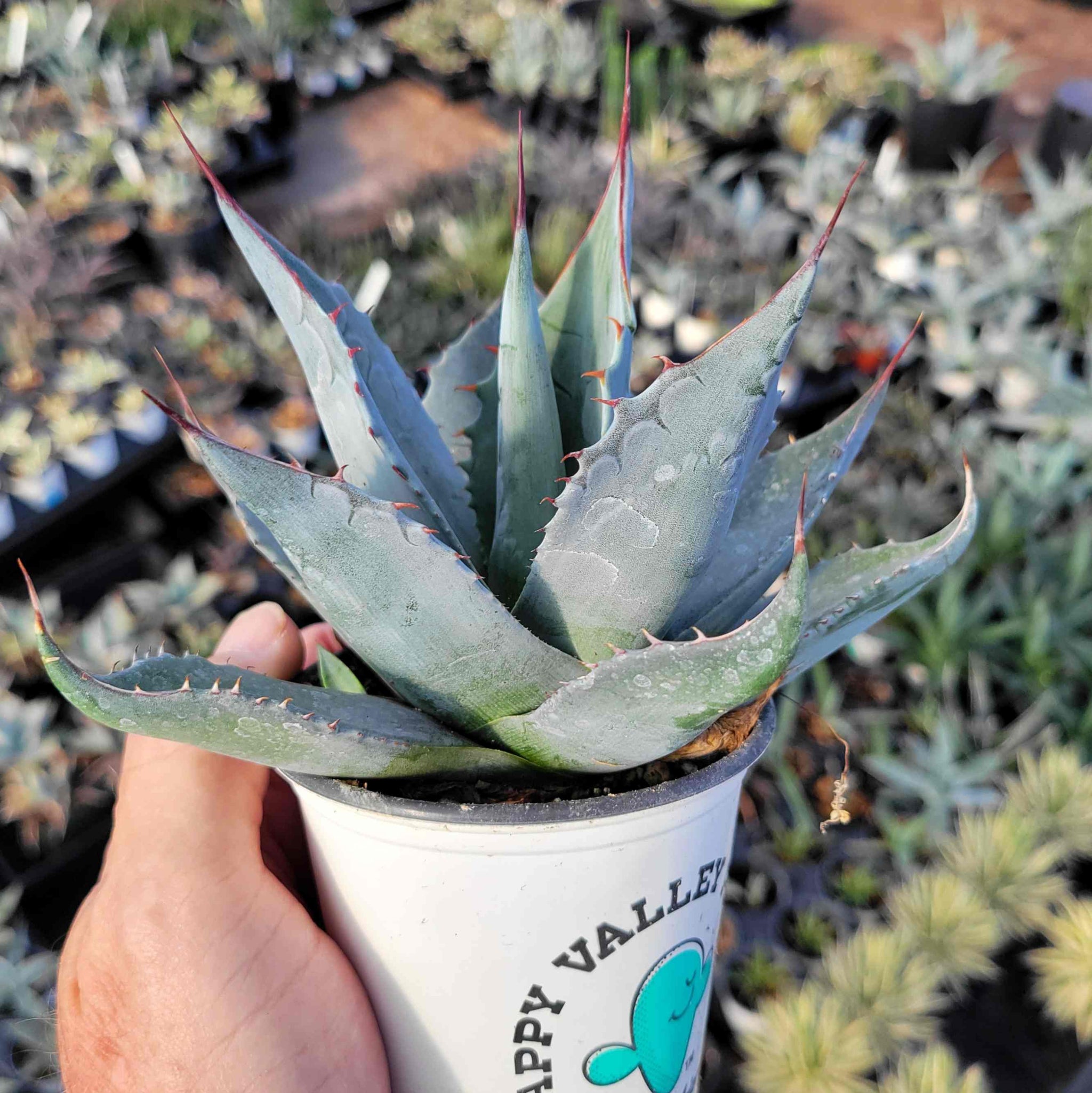 Agave parrasana - Desert Rose Agave – Happy Valley Plants