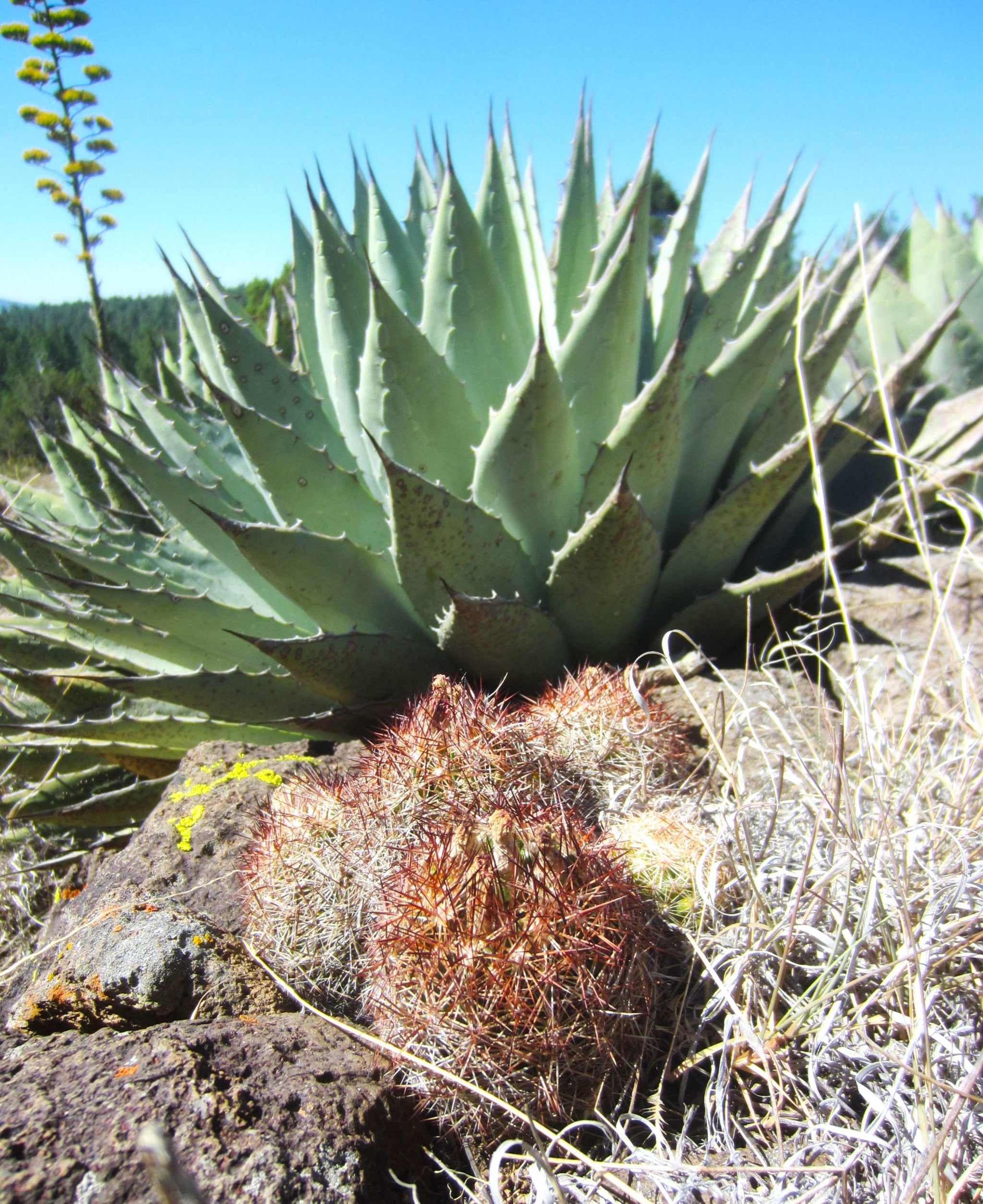 Agave Collection – Happy Valley Plants