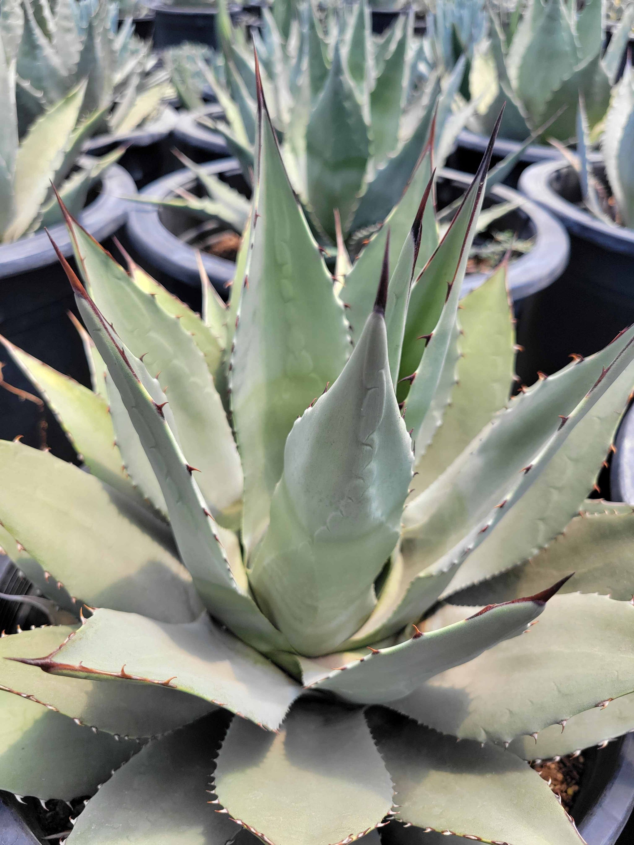 Agave parryi v. huachucensis – Happy Valley Plants