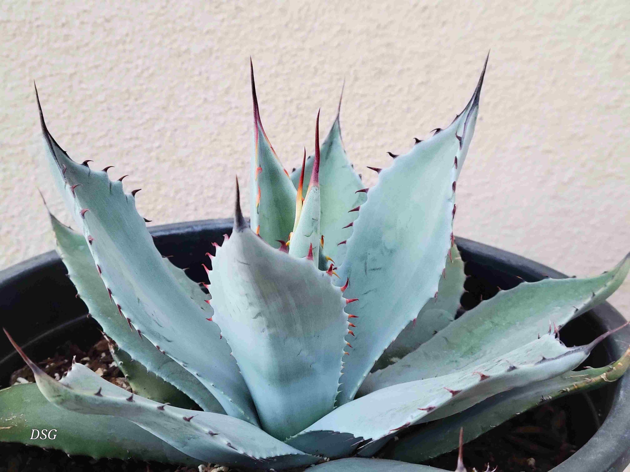 Agave parryi v. huachucensis – Happy Valley Plants