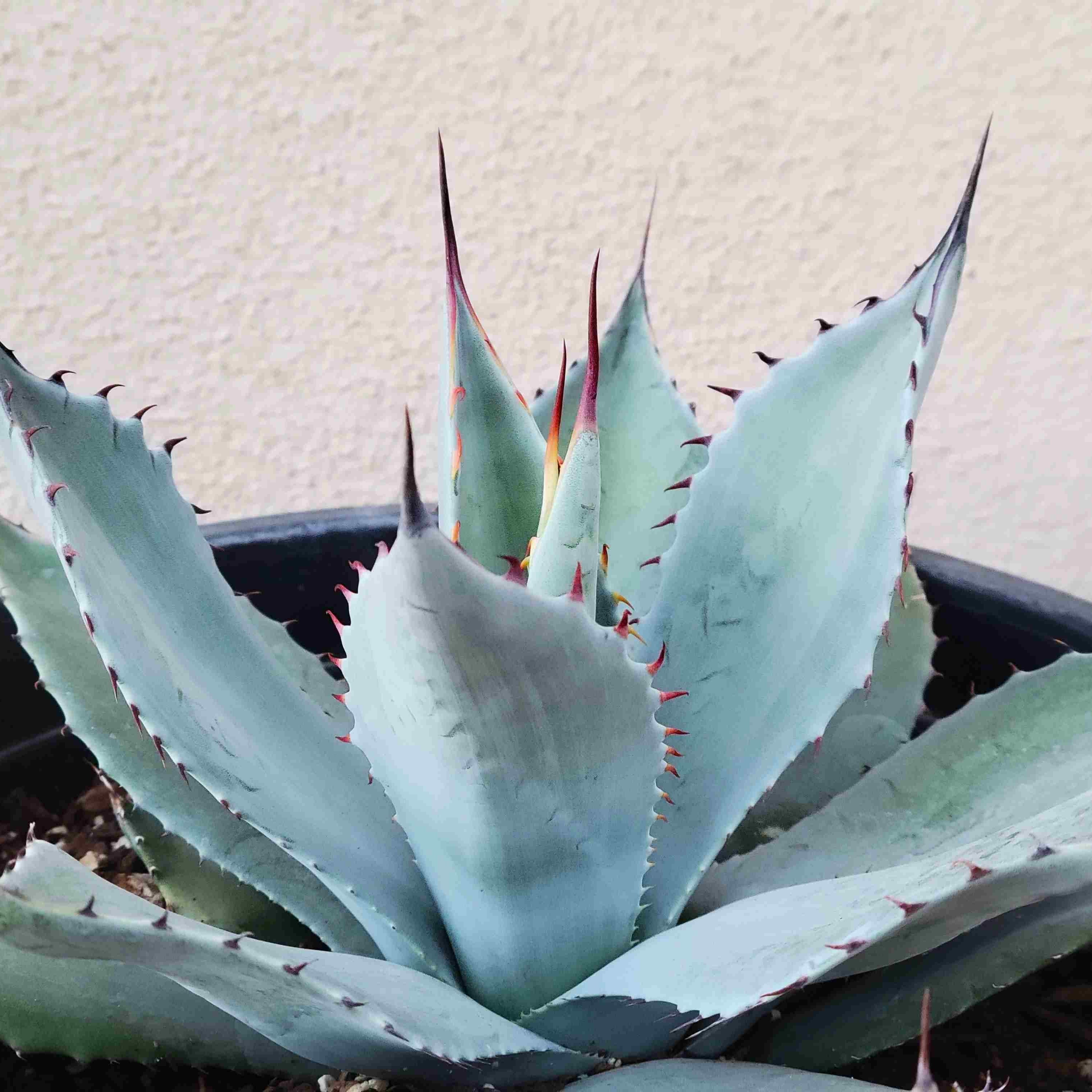 Agave parryi v. huachucensis – Happy Valley Plants