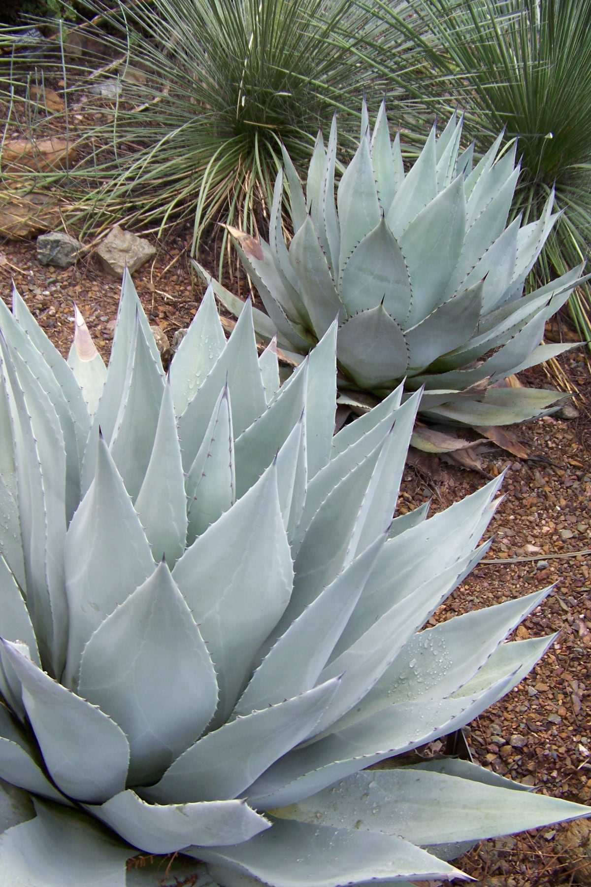 Agave parryi v. huachucensis