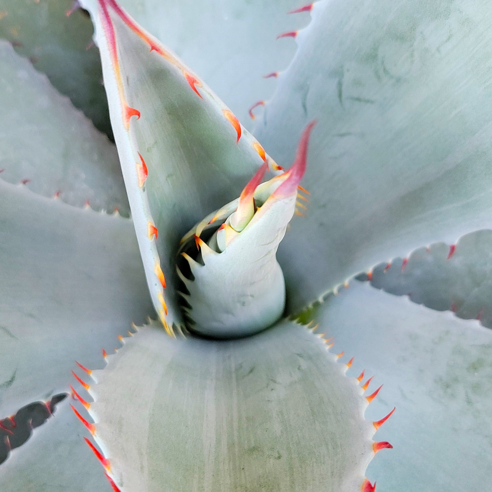 Agave parryi v. huachucensis – Happy Valley Plants
