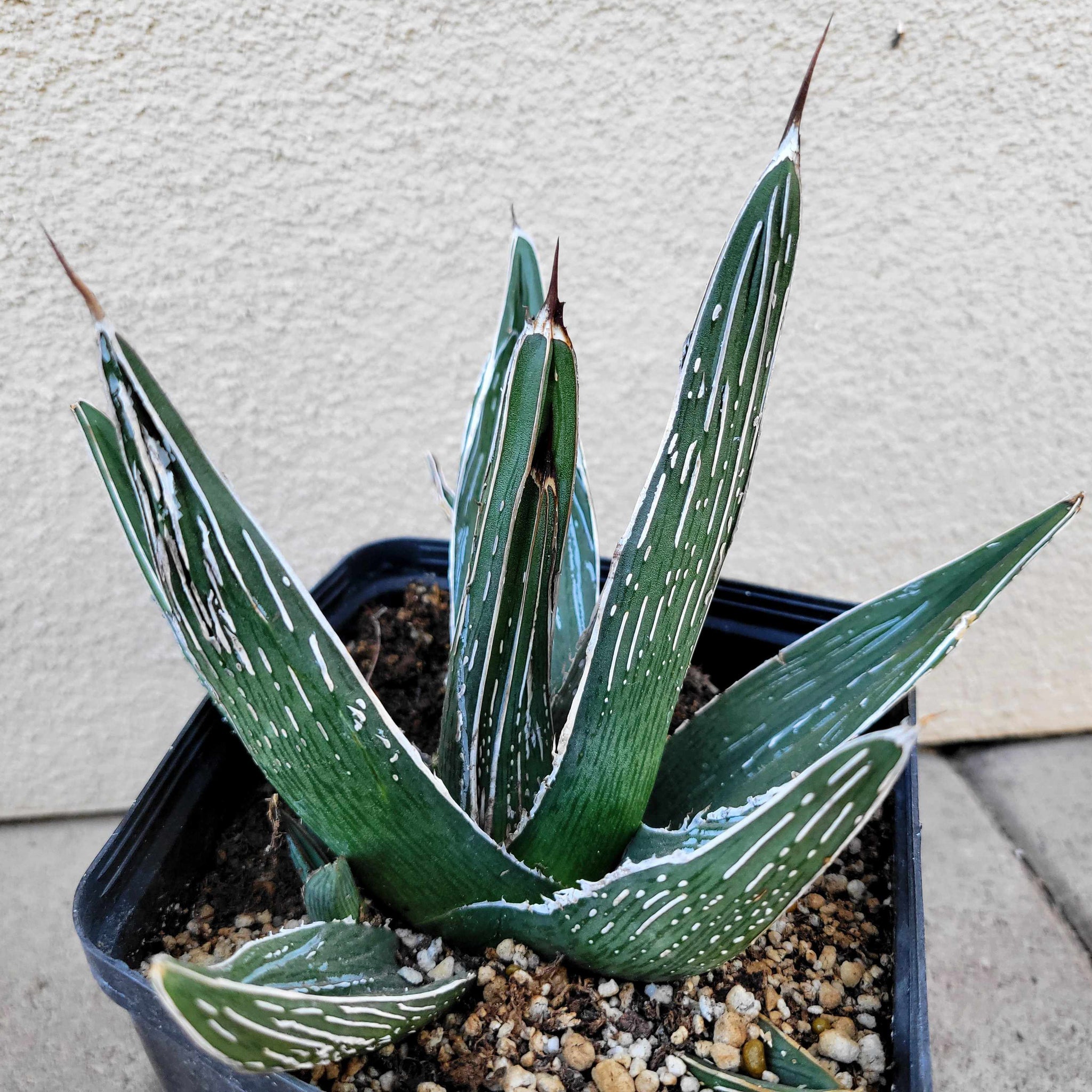 Agave pintilla