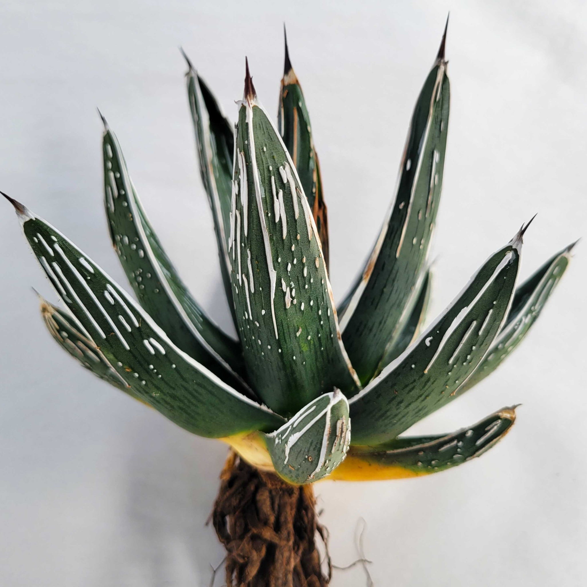 agave pintilla Agave pintilla