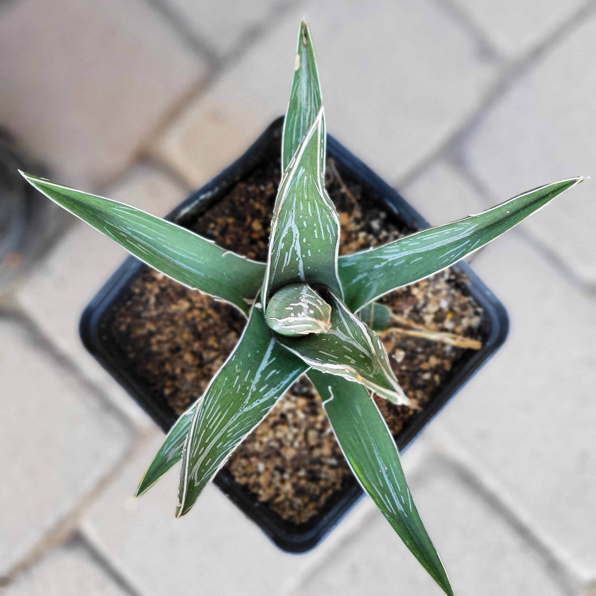 Agave pintilla