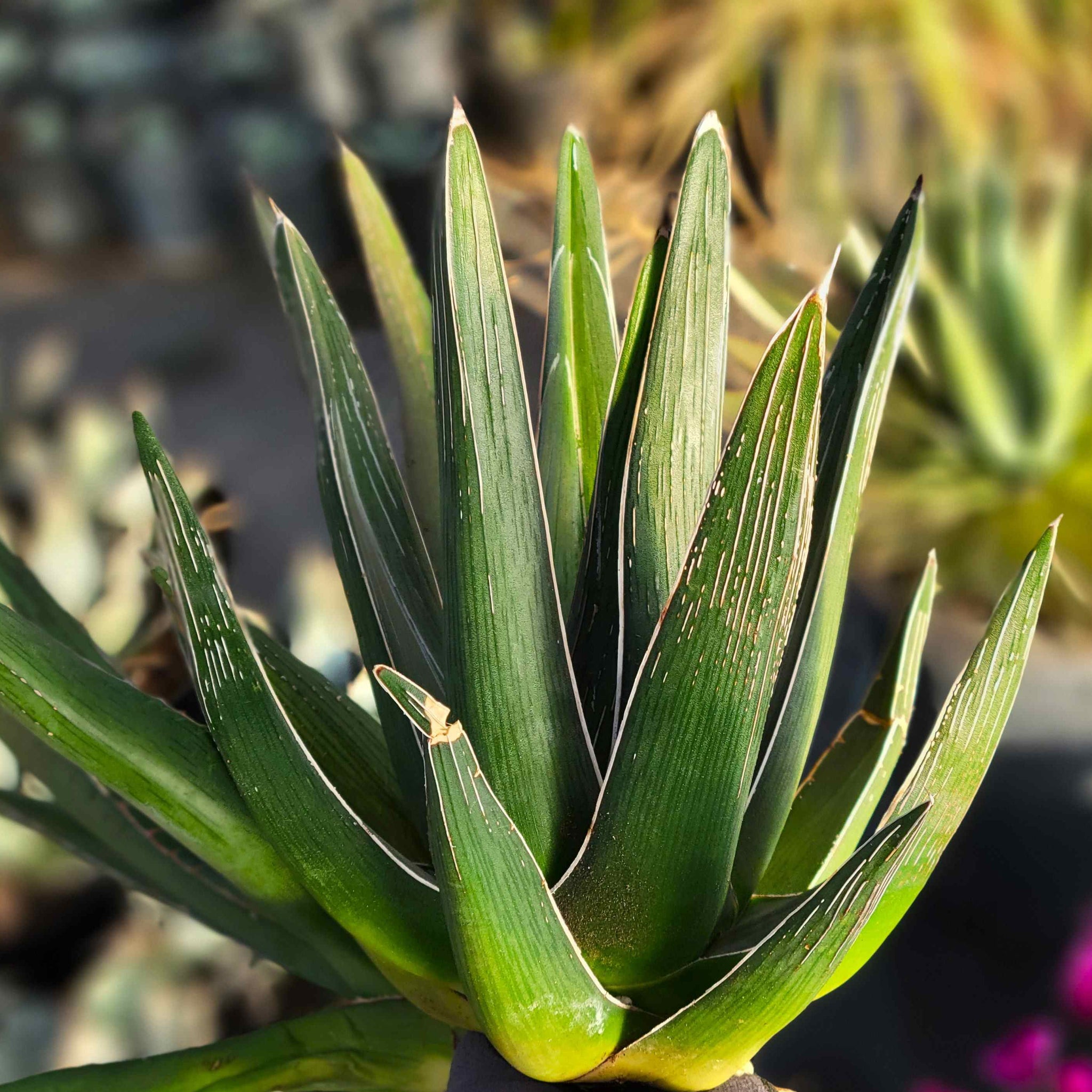 Agave pintilla