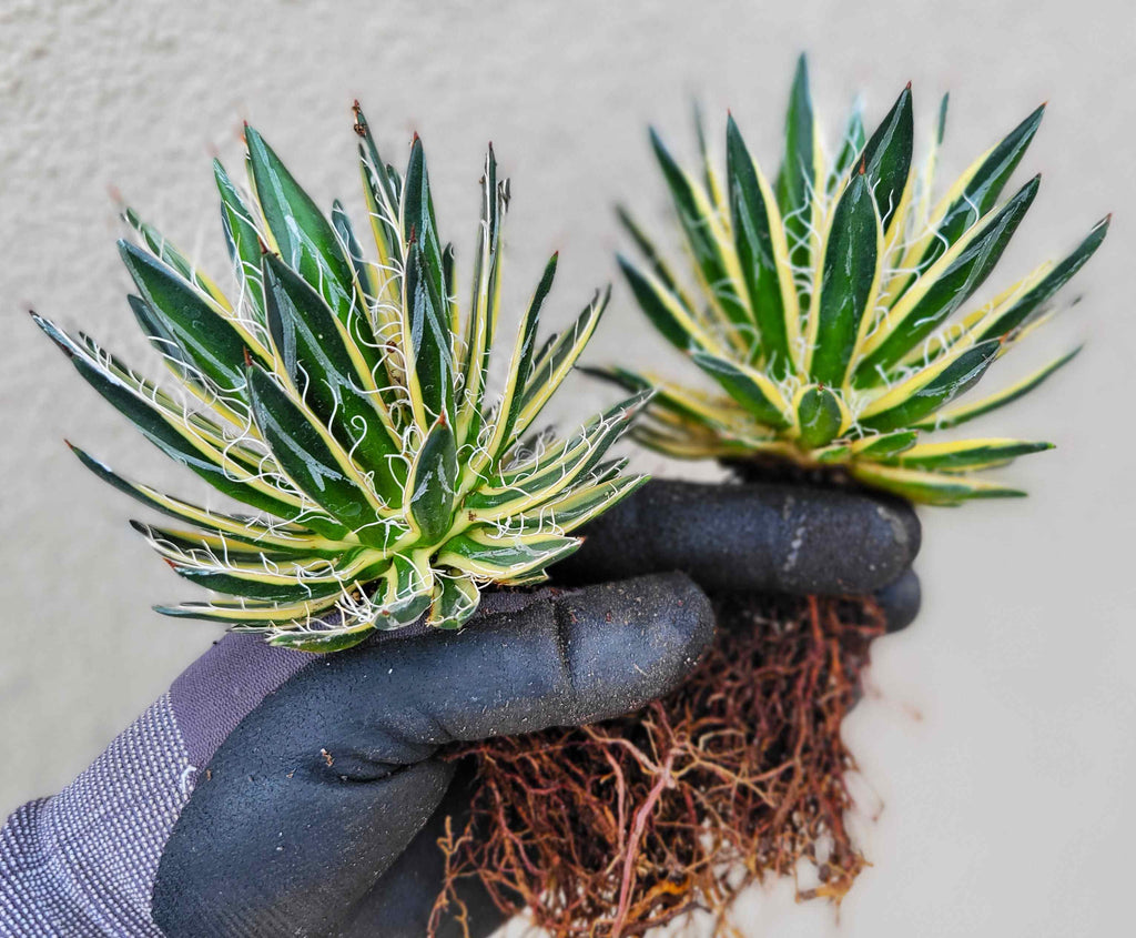 variegated ponytail palm for sale Beaucarnea recurvata