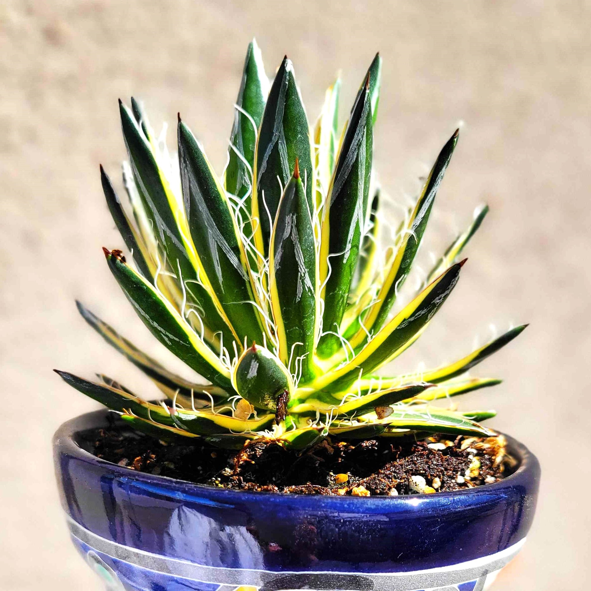 royal flush succulent care Agave schidigera 'Royal Flush' – Happy Valley Plants