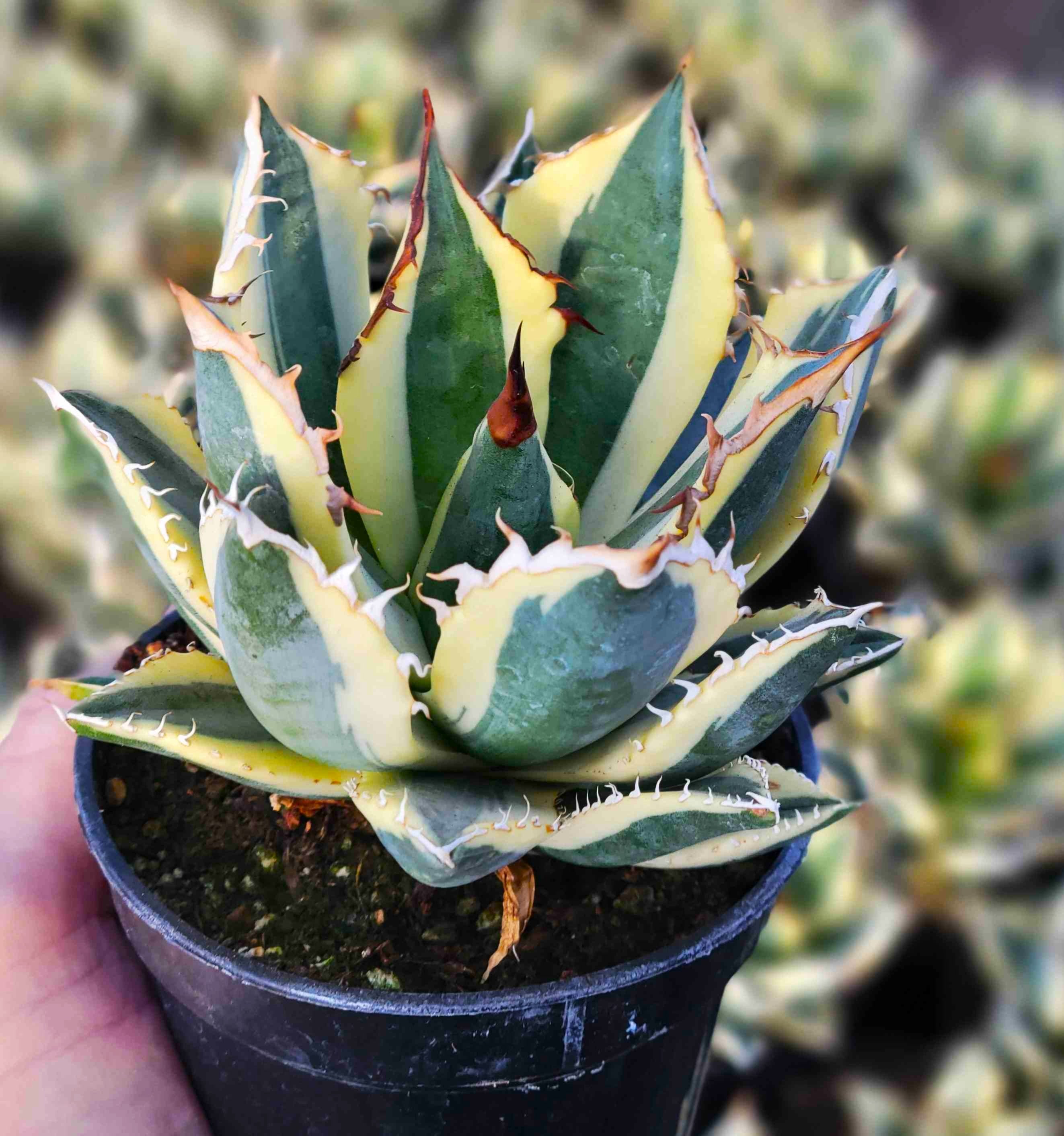 アガベ Agave titanota 'Snaggle Tooth' 186 Agave_t._Snaggle_Tooth__3.5in.