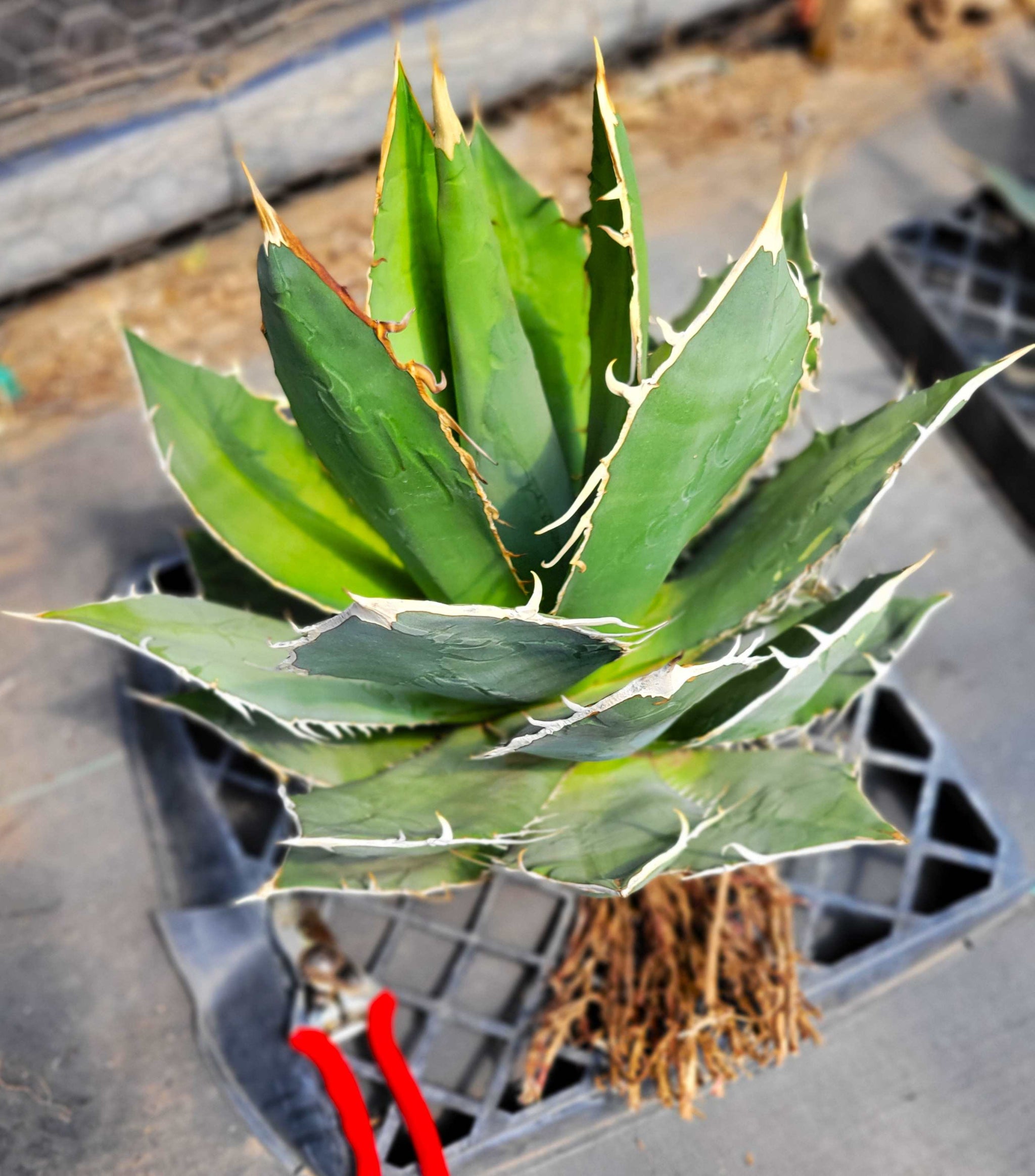 Agave oteroi 'Oaxaca' – Happy Valley Plants