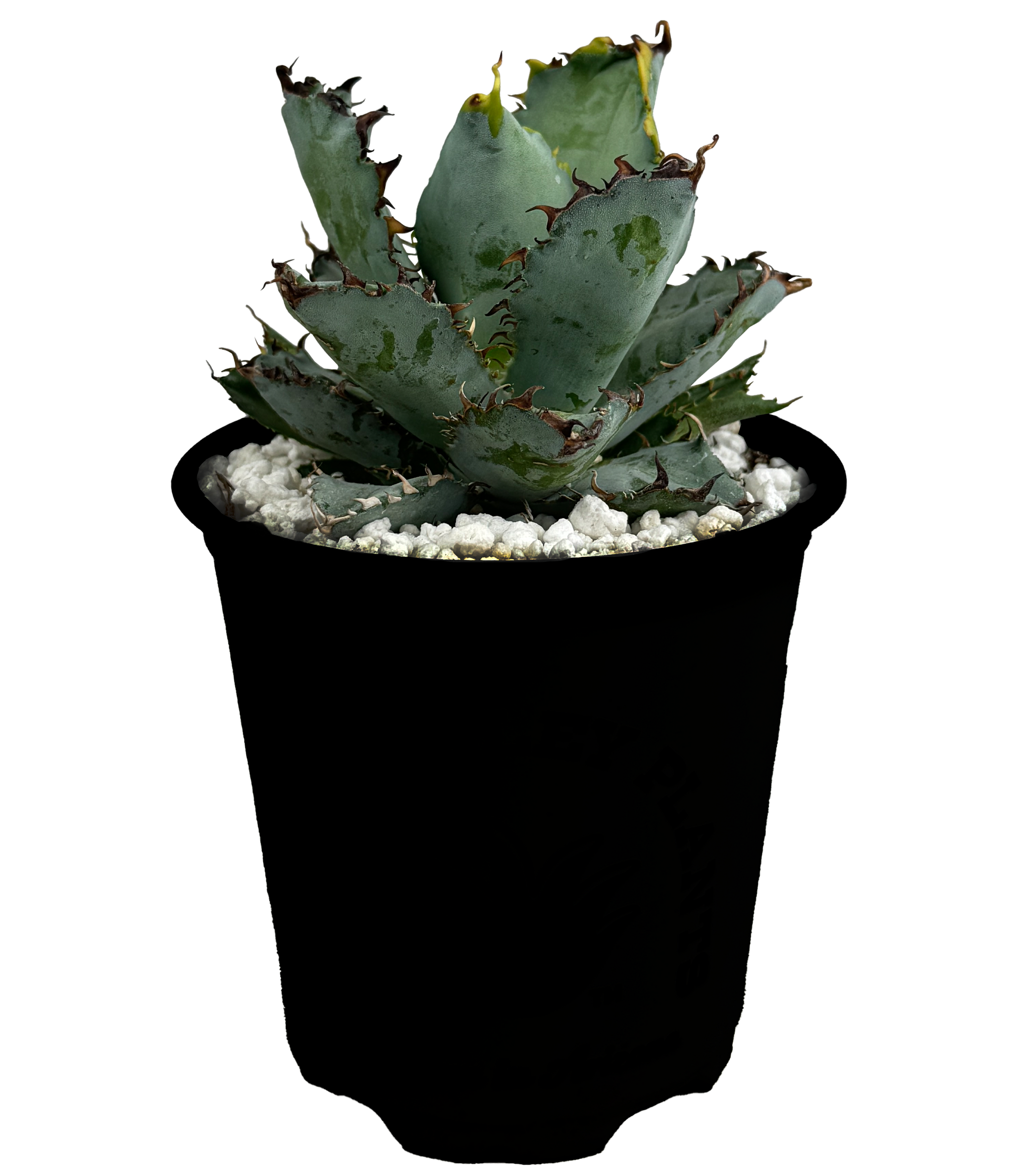 Agave titanota 'Black and Blue' - Tiny Spine – Happy Valley Plants