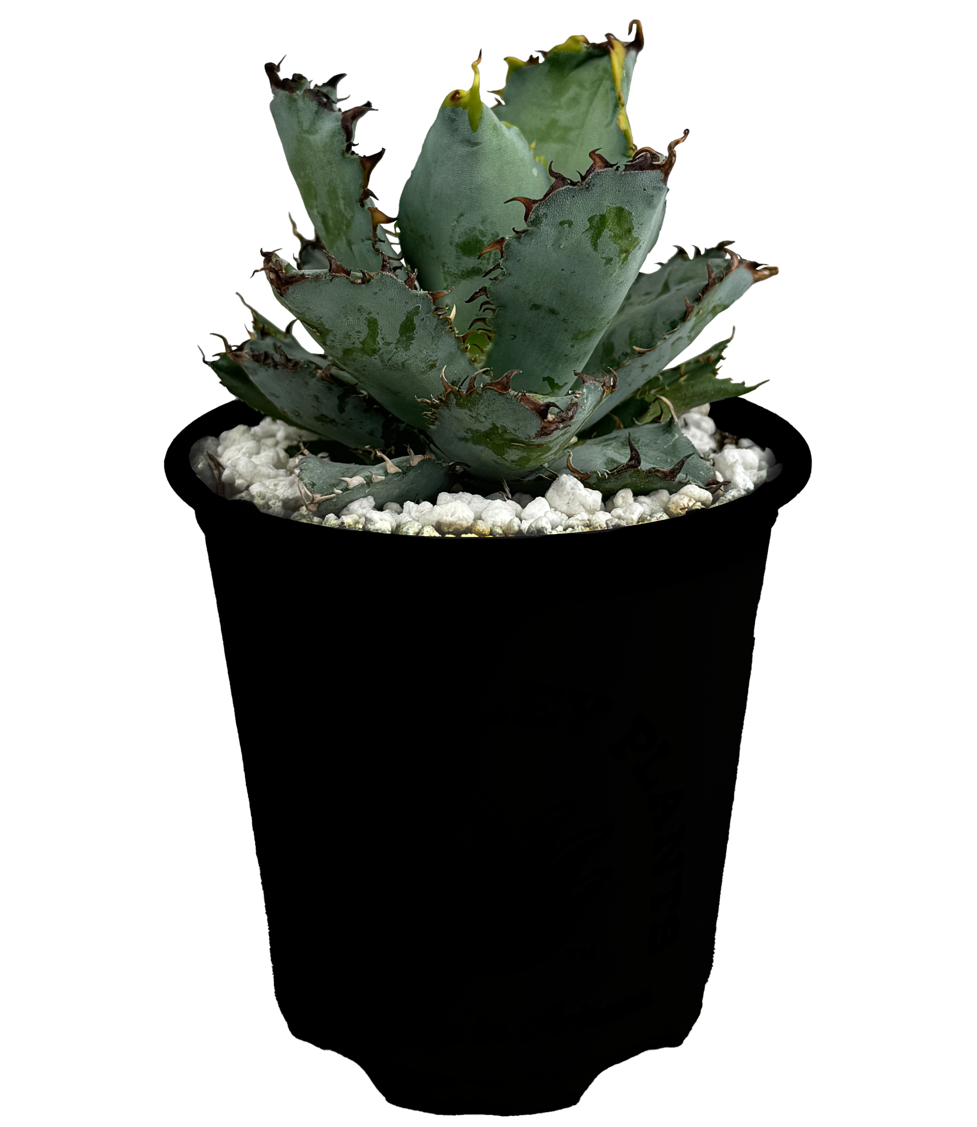 Agave titanota 'Black and Blue' - Tiny Spine – Happy Valley Plants
