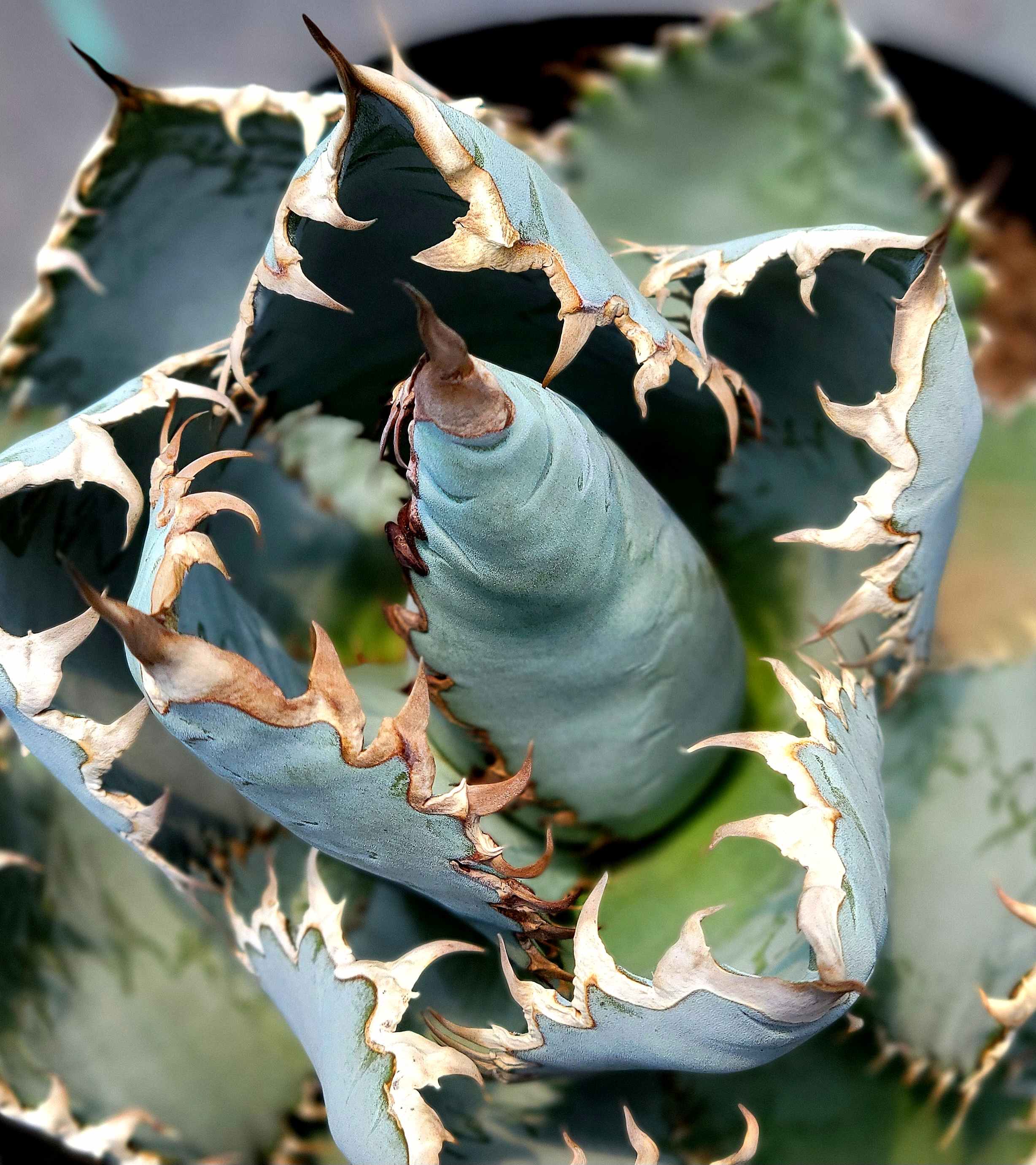 Agave titanota 'Lions Mane' – Happy Valley Plants