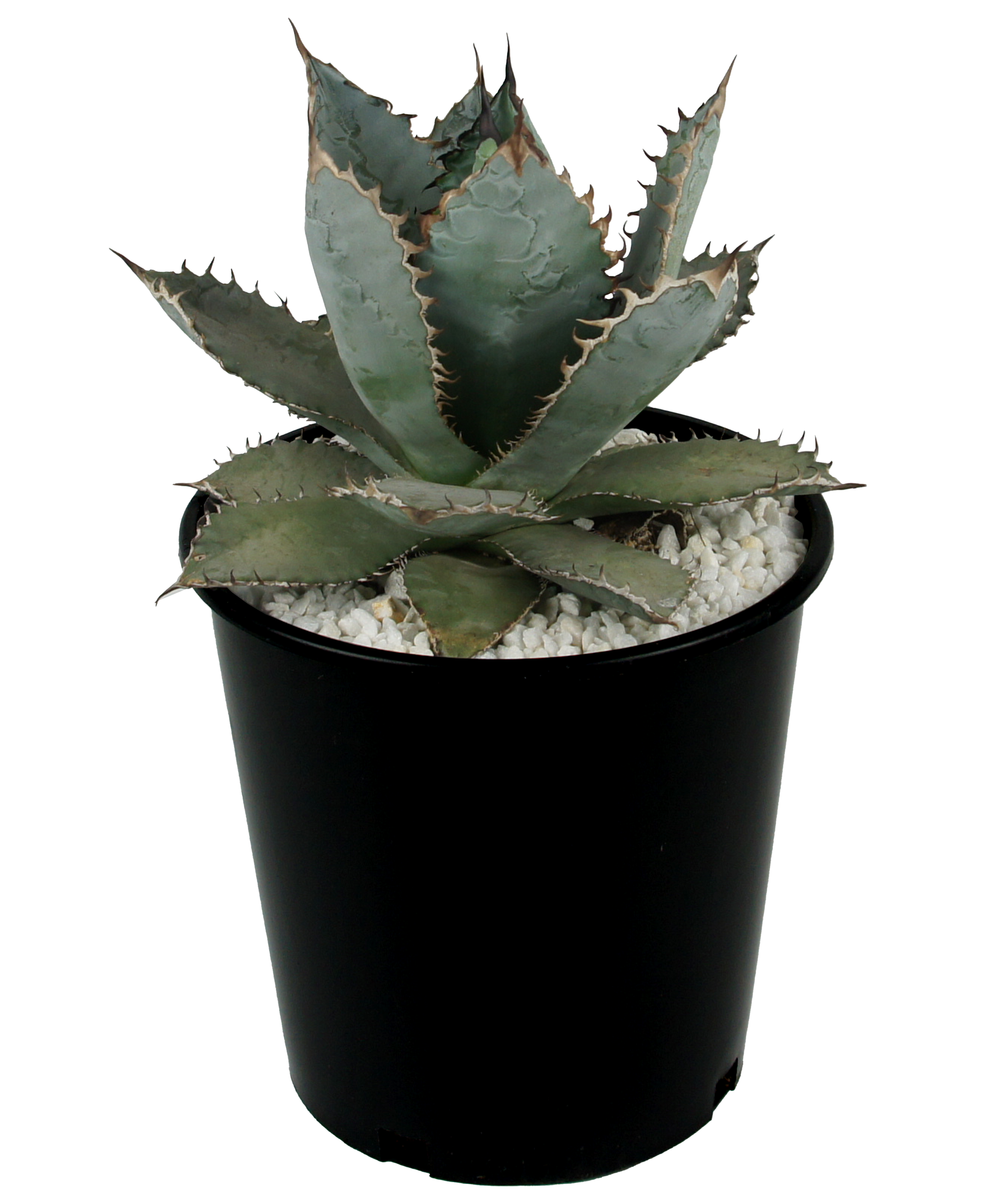 Agave titanota 'Lions Mane' – Happy Valley Plants