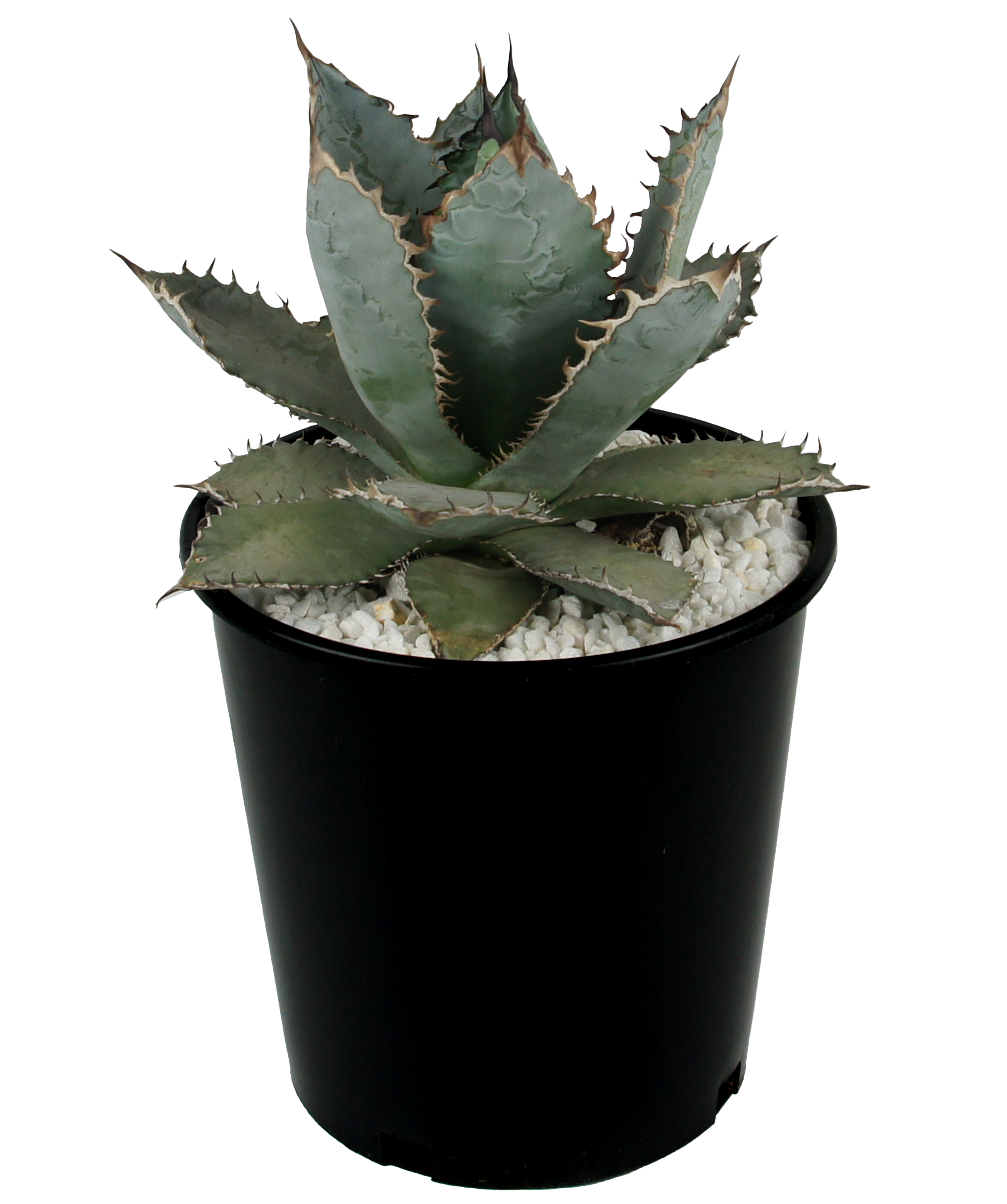 Ivory.wa kin血統 Agave titanota オランダ IVORY w.a Ivory.wa kin血統 Agave titanota オランダ IVORY w.a