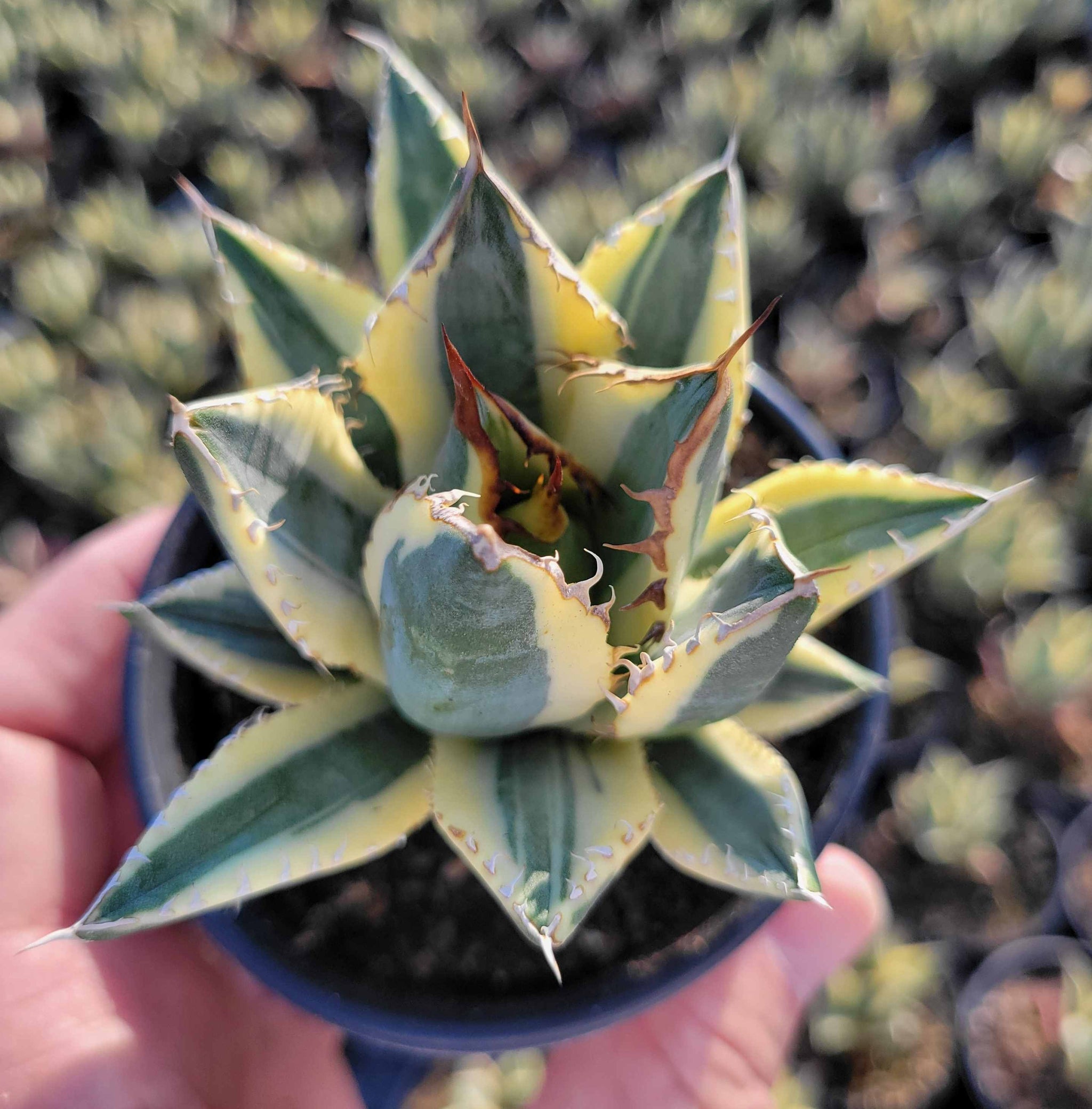 Agave titanota 'Snaggletooth' – Happy Valley Plants