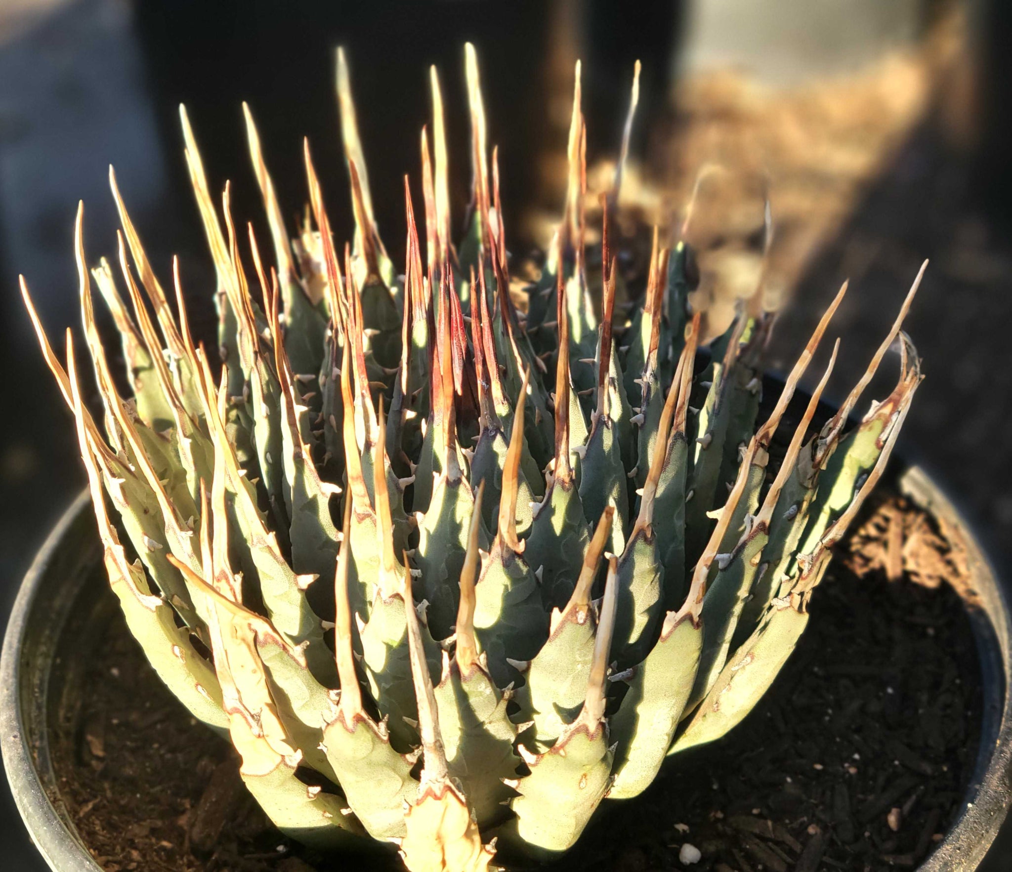 Agave utahensis v. eborispina - Utah Agave – Happy Valley Plants