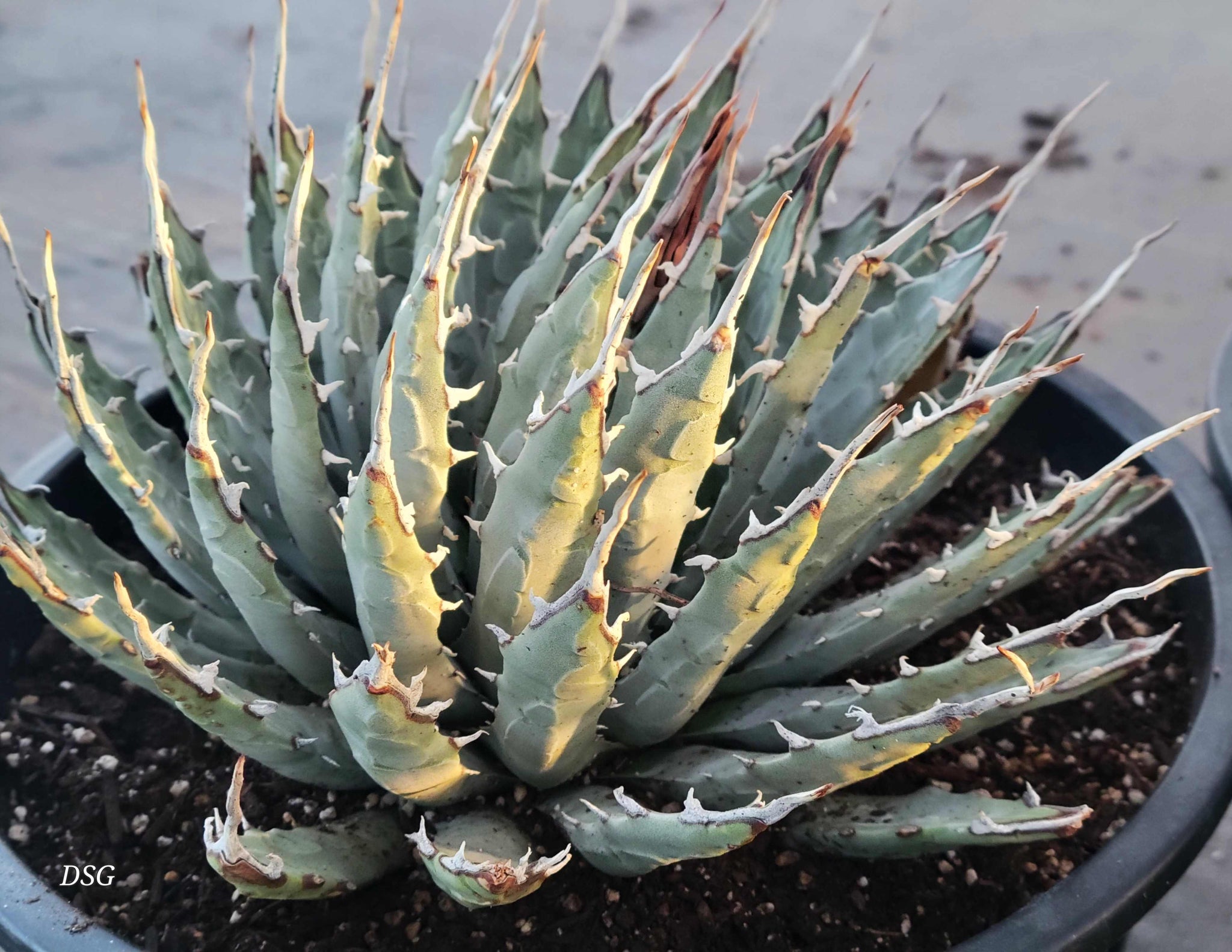 Agave utahensis v. eborispina - Utah Agave – Happy Valley Plants