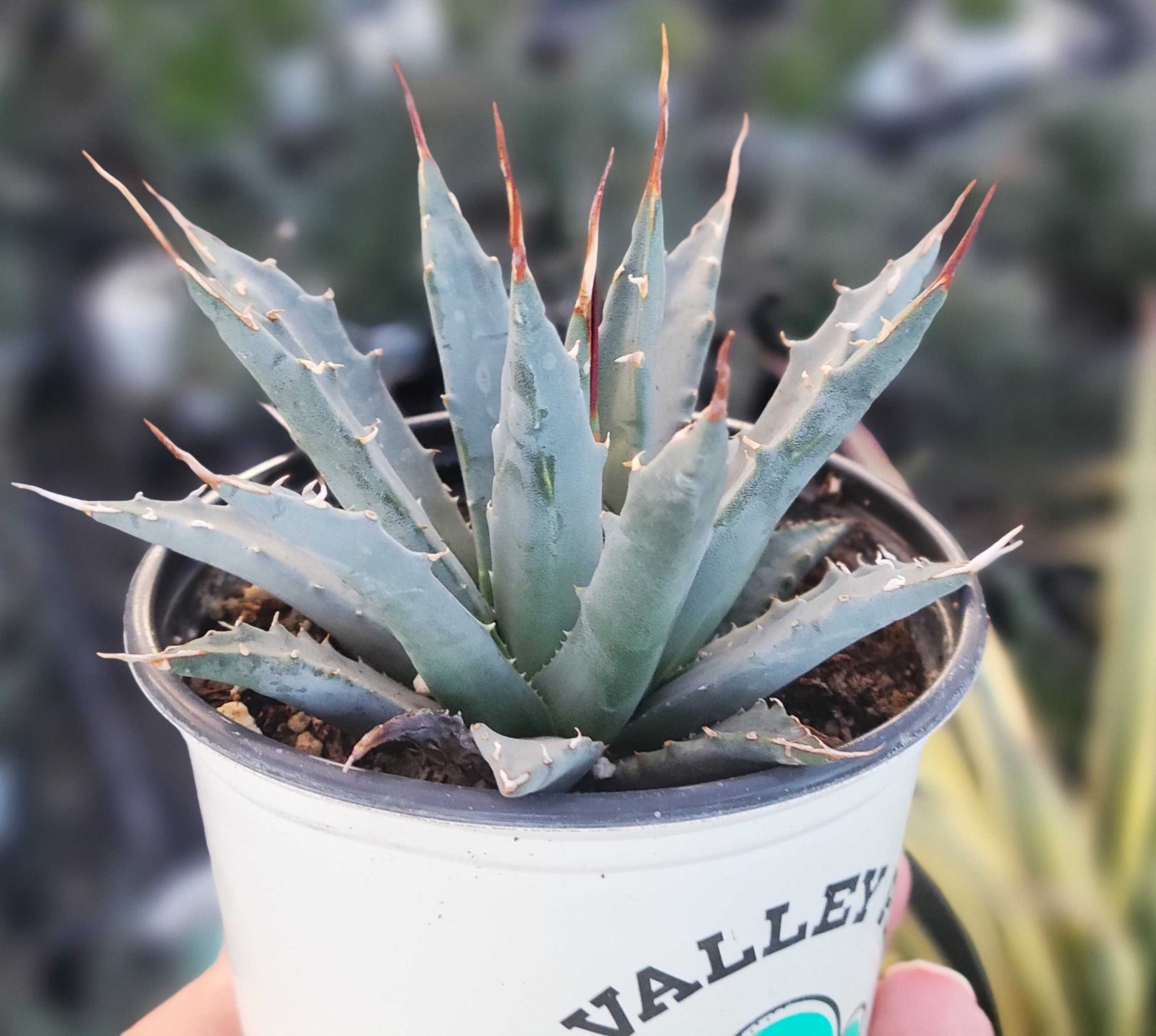 Agave utahensis v. eborispina - Utah Agave – Happy Valley Plants