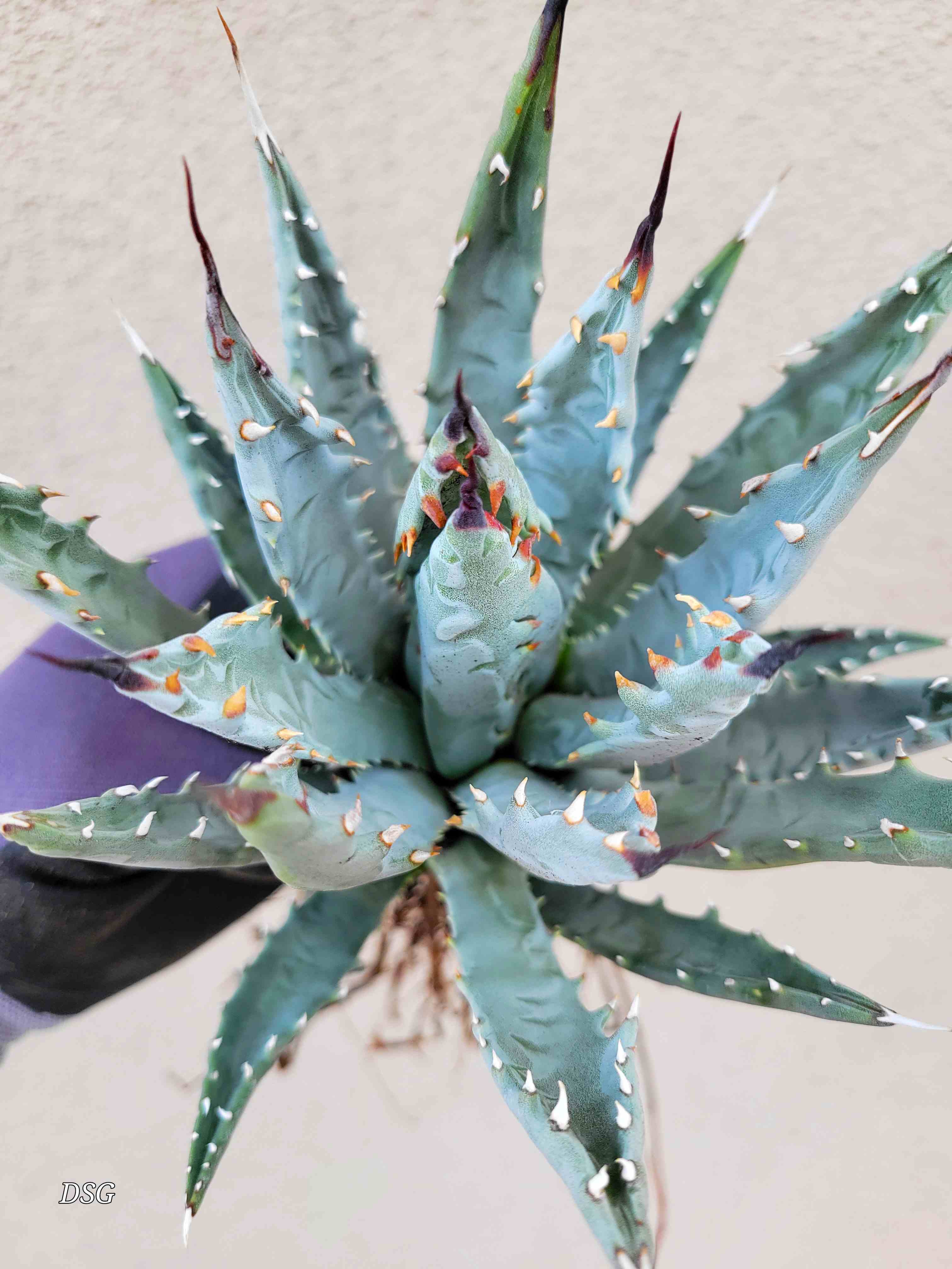 2/27まで棚卸SALE】Agave utahensis eborispina 【公式通販】