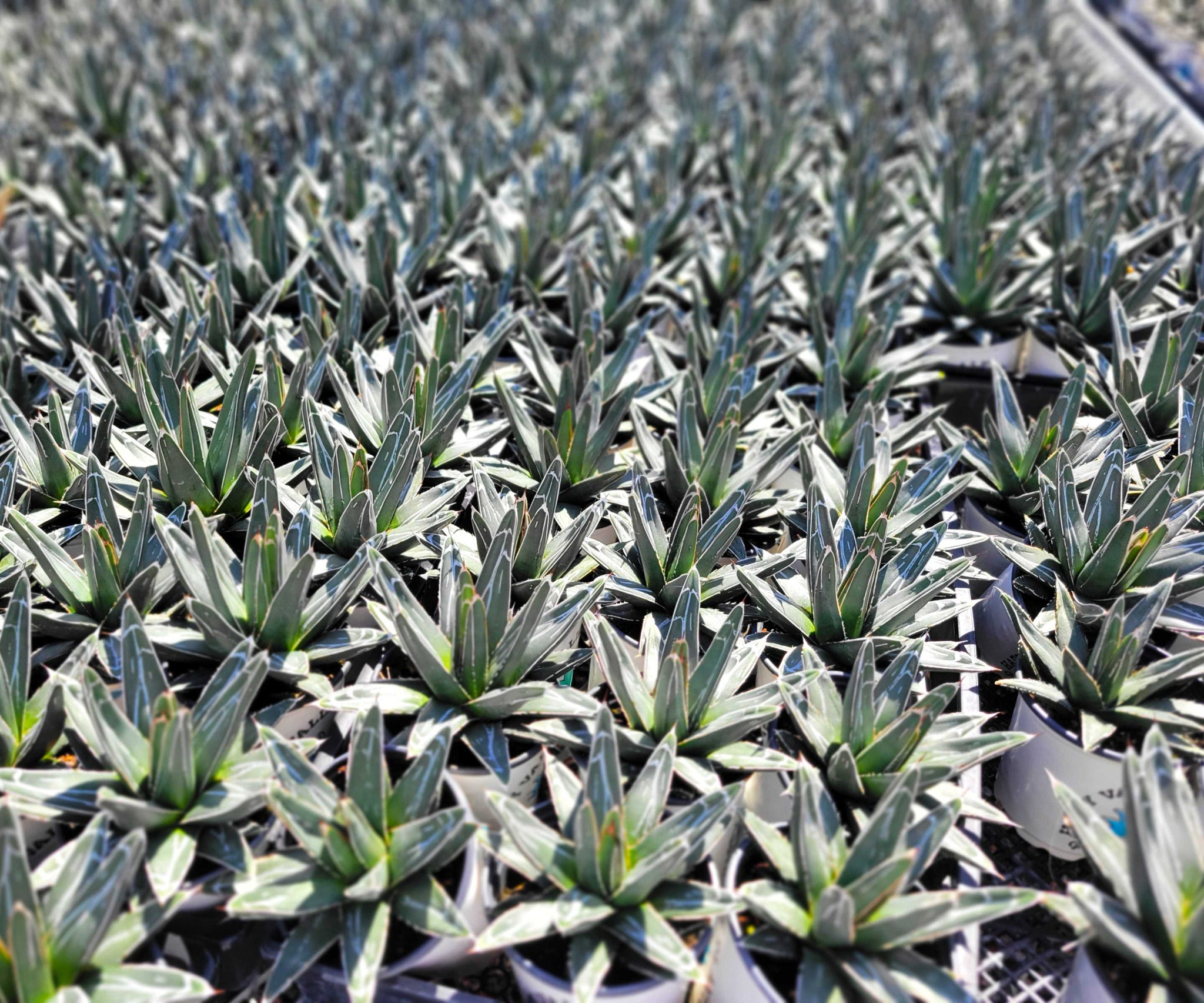 Agave victoriae-reginae - Queen Victoria agave – Happy Valley Plants
