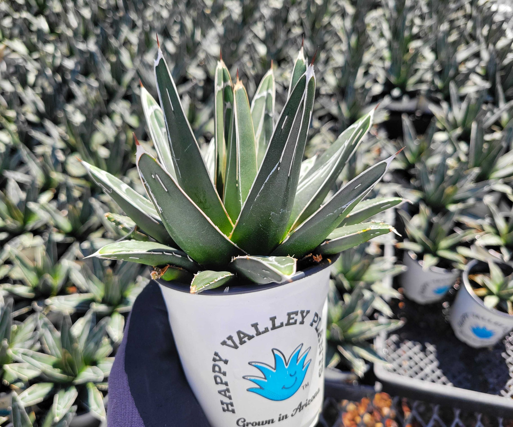 Agave victoriae-reginae - Queen Victoria agave – Happy Valley Plants