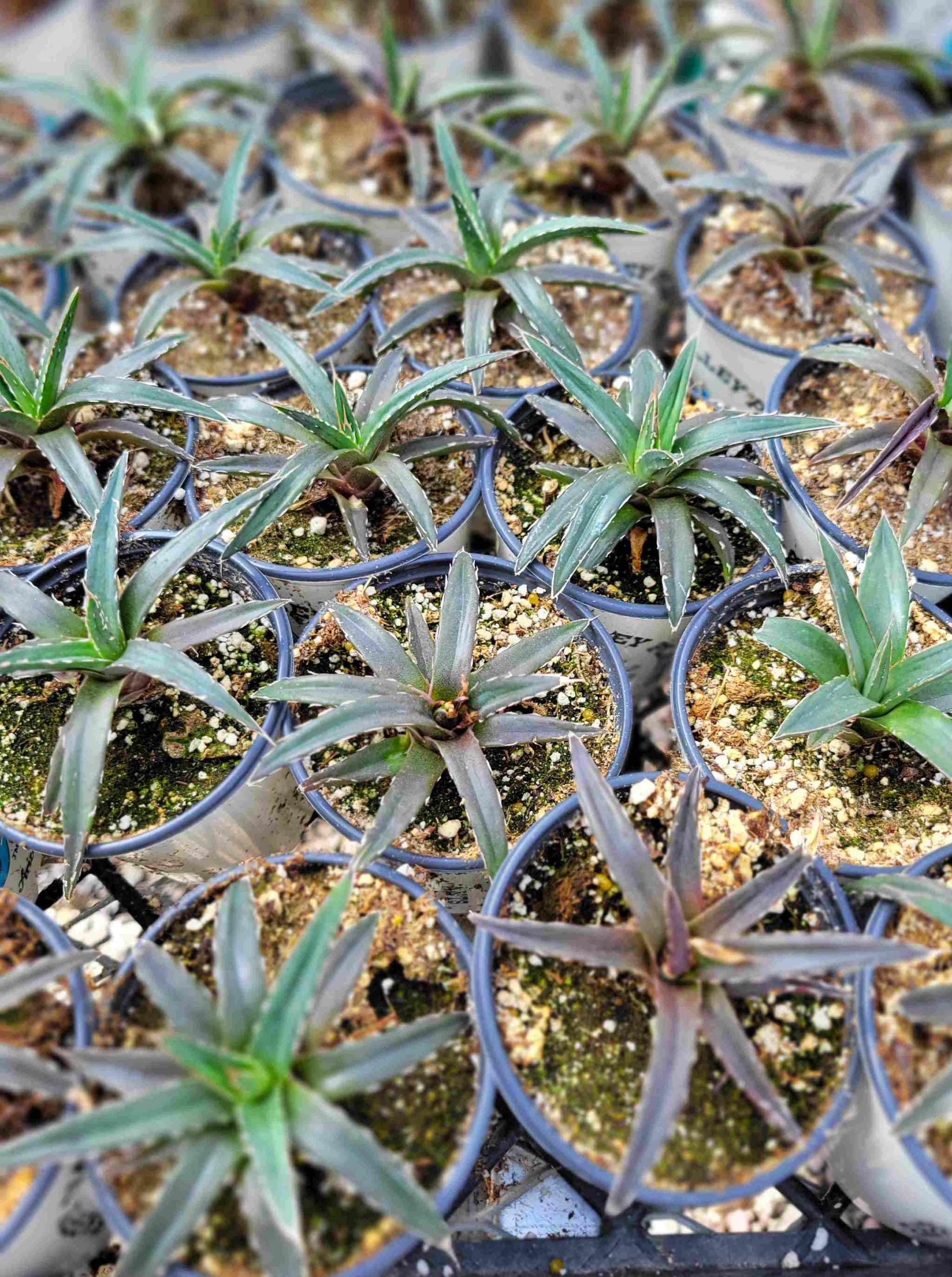 Agave victoriae-reginae crested