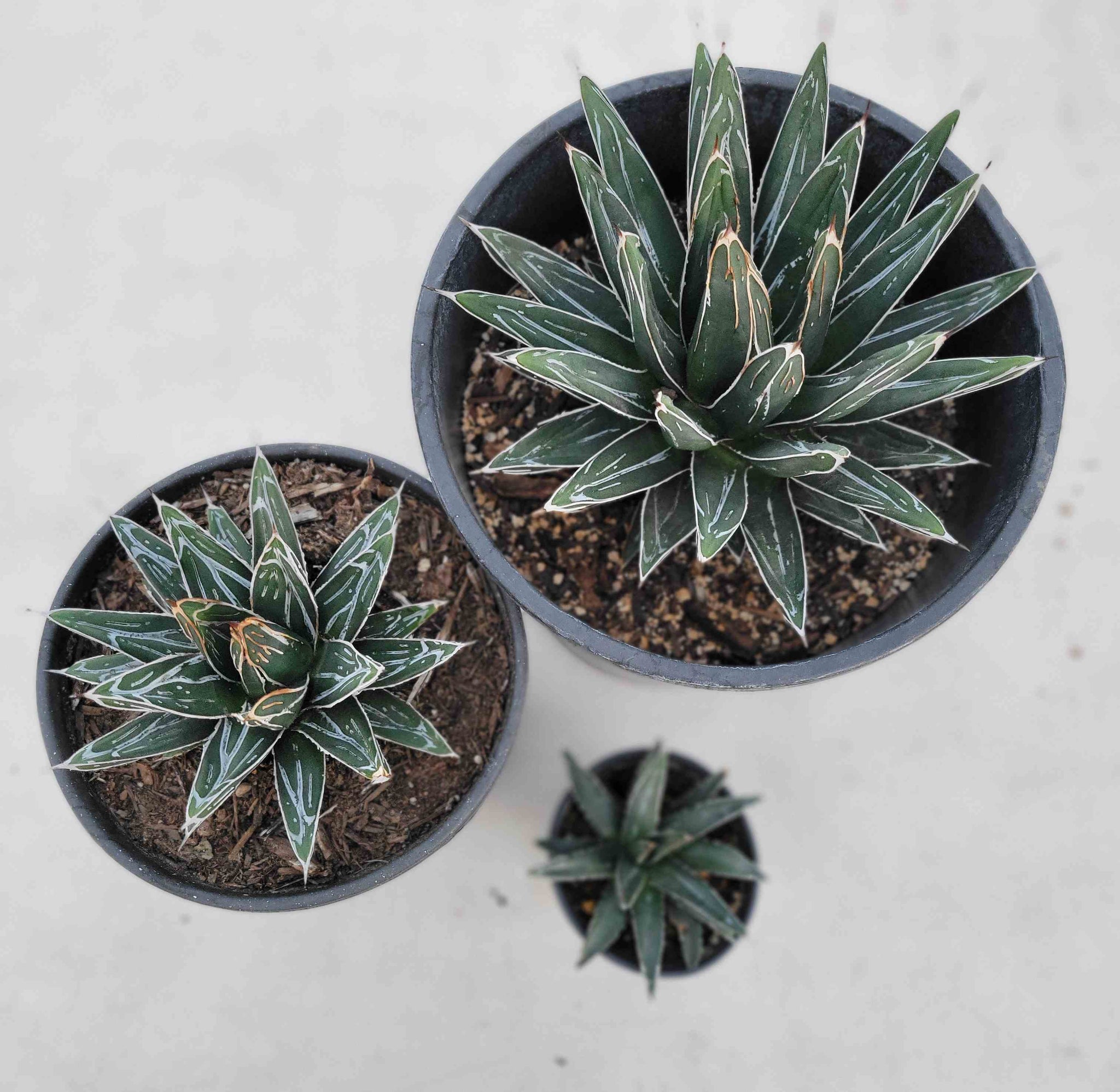 victoria succulents Agave victoriae-reginae