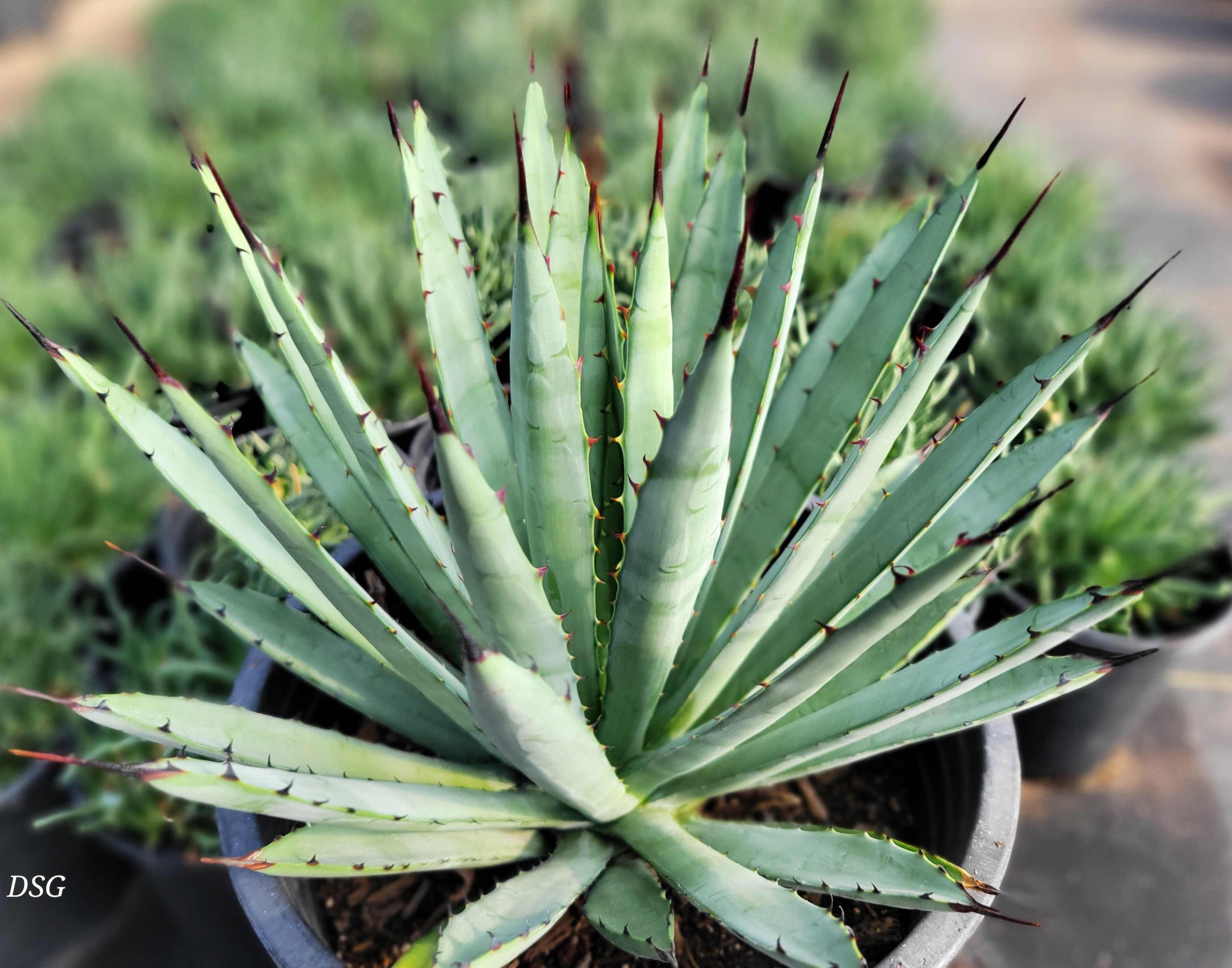 新品Mサイズ kaitlynSepia Agave Agave x 'Big Black' – Happy Valley Plants