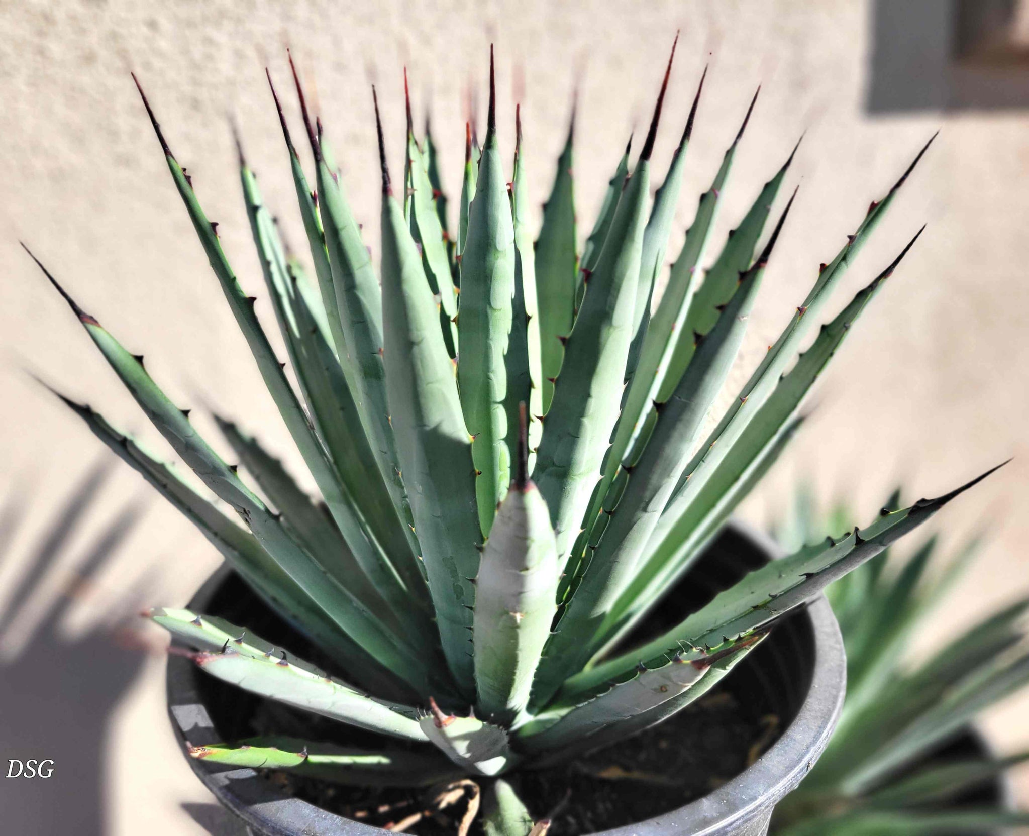Agave x 'Big Black' – Happy Valley Plants