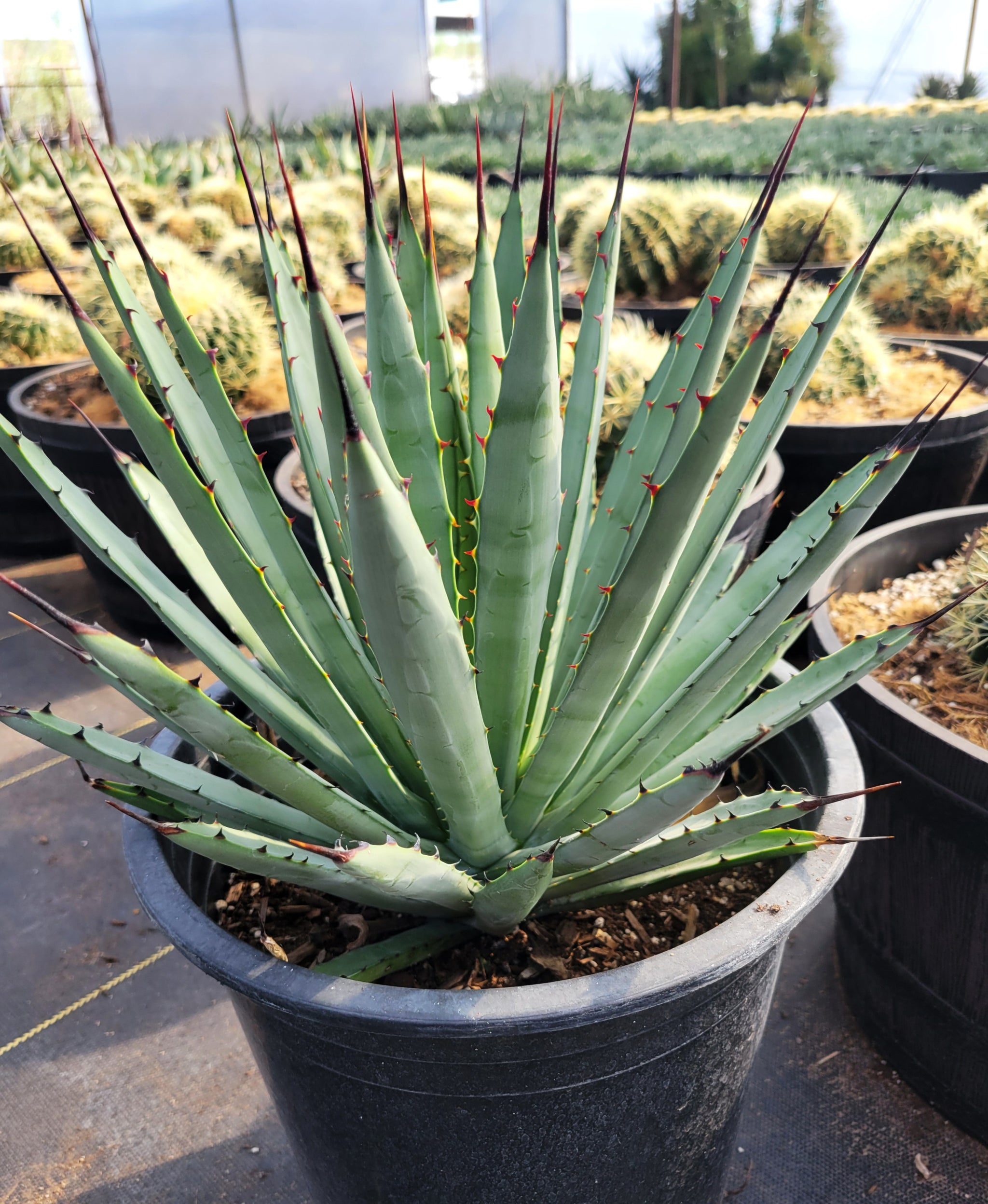 Agave x 'Big Black' – Happy Valley Plants