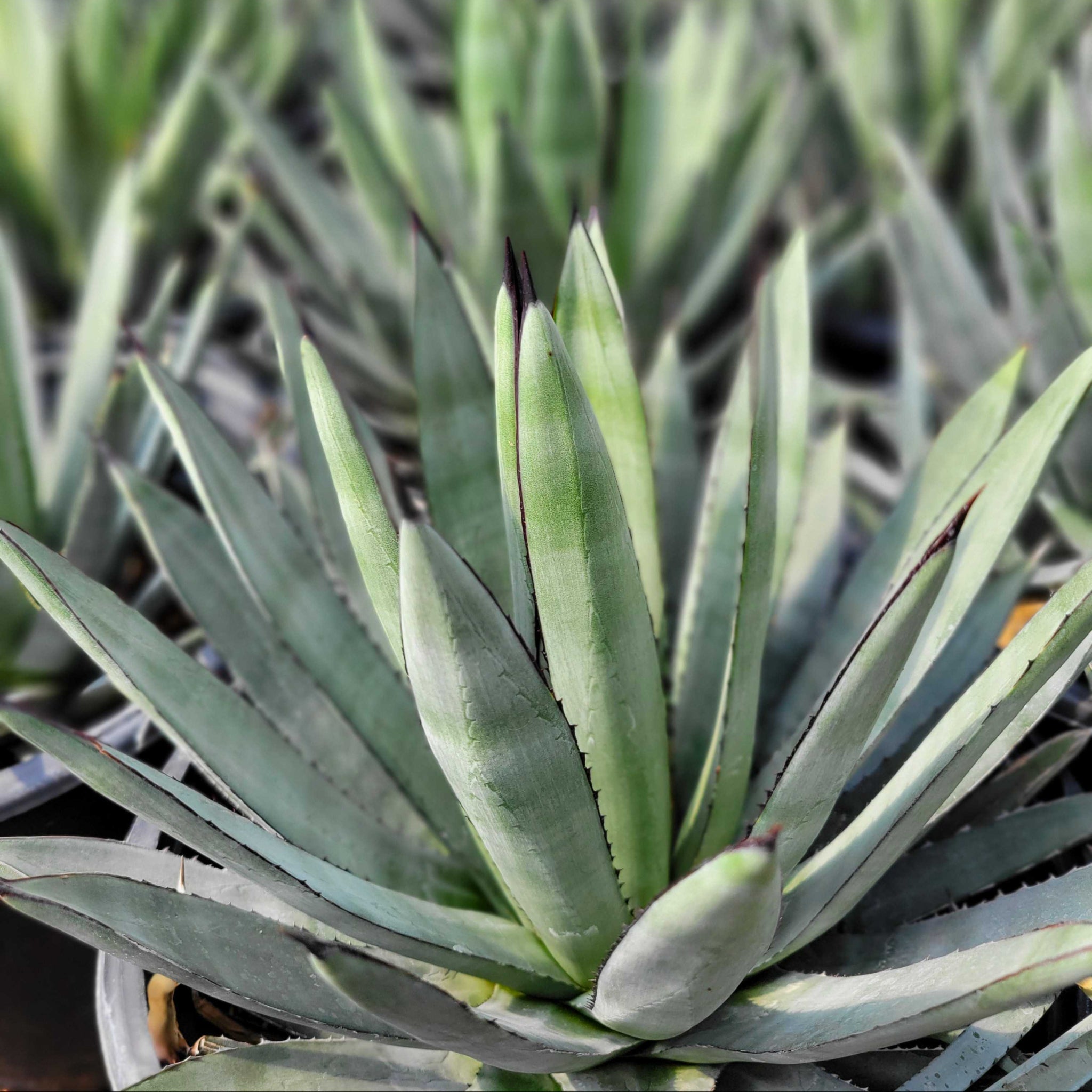 Agave Collection – Happy Valley Plants