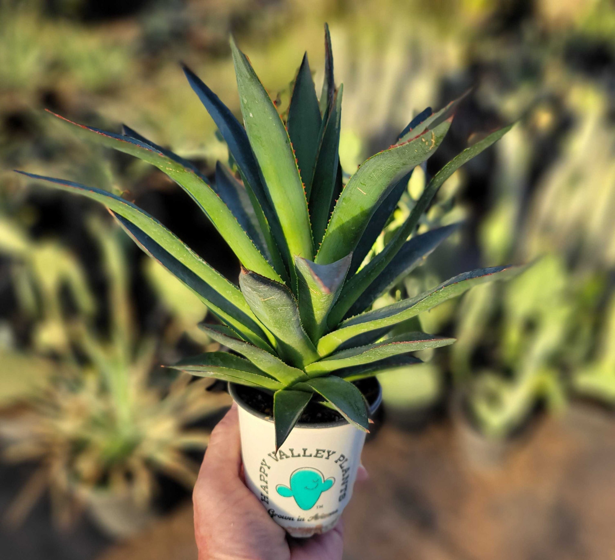 Agave x 'Blue Glow' – Happy Valley Plants