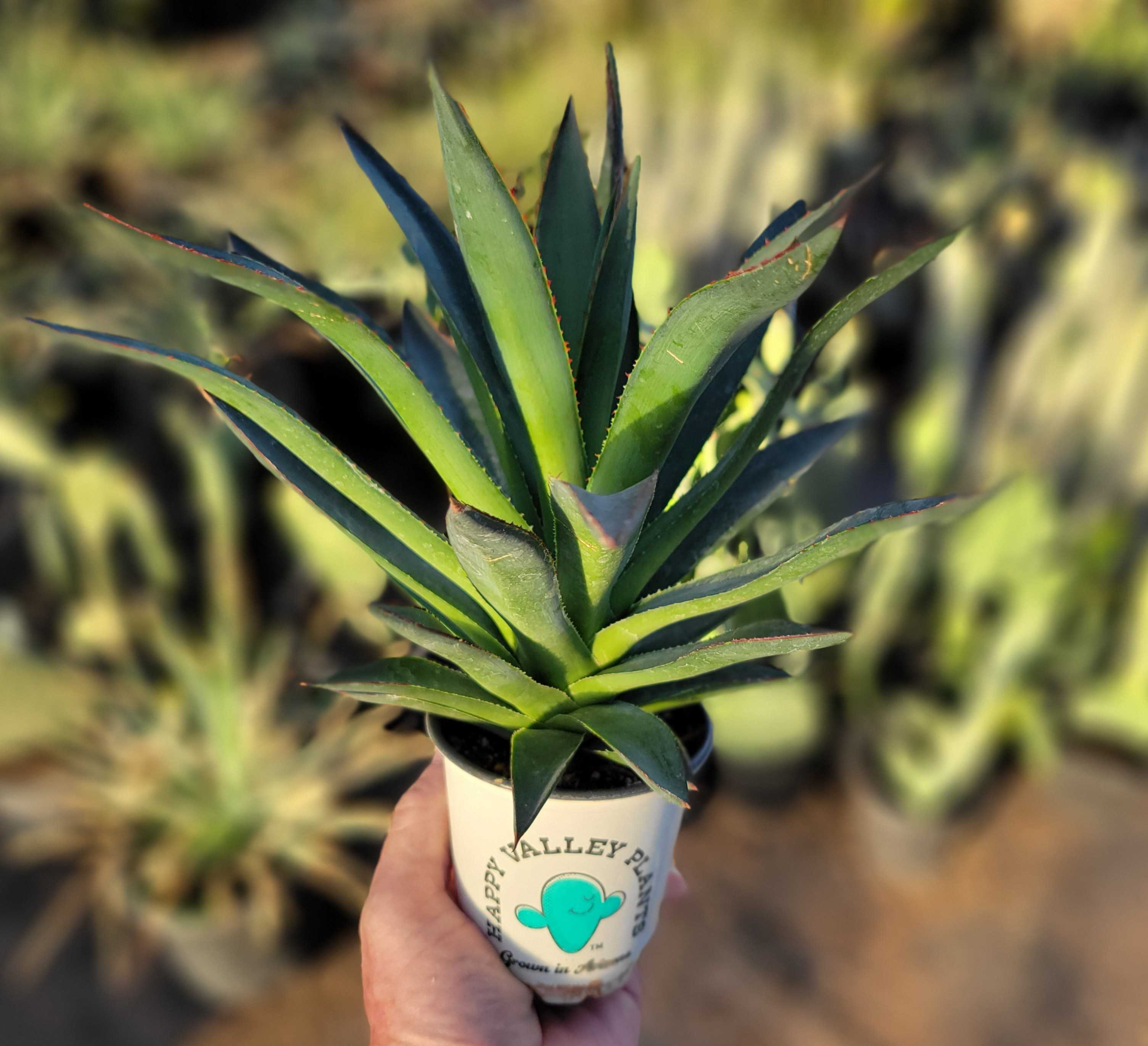 Agave x 'Blue Glow' – Happy Valley Plants
