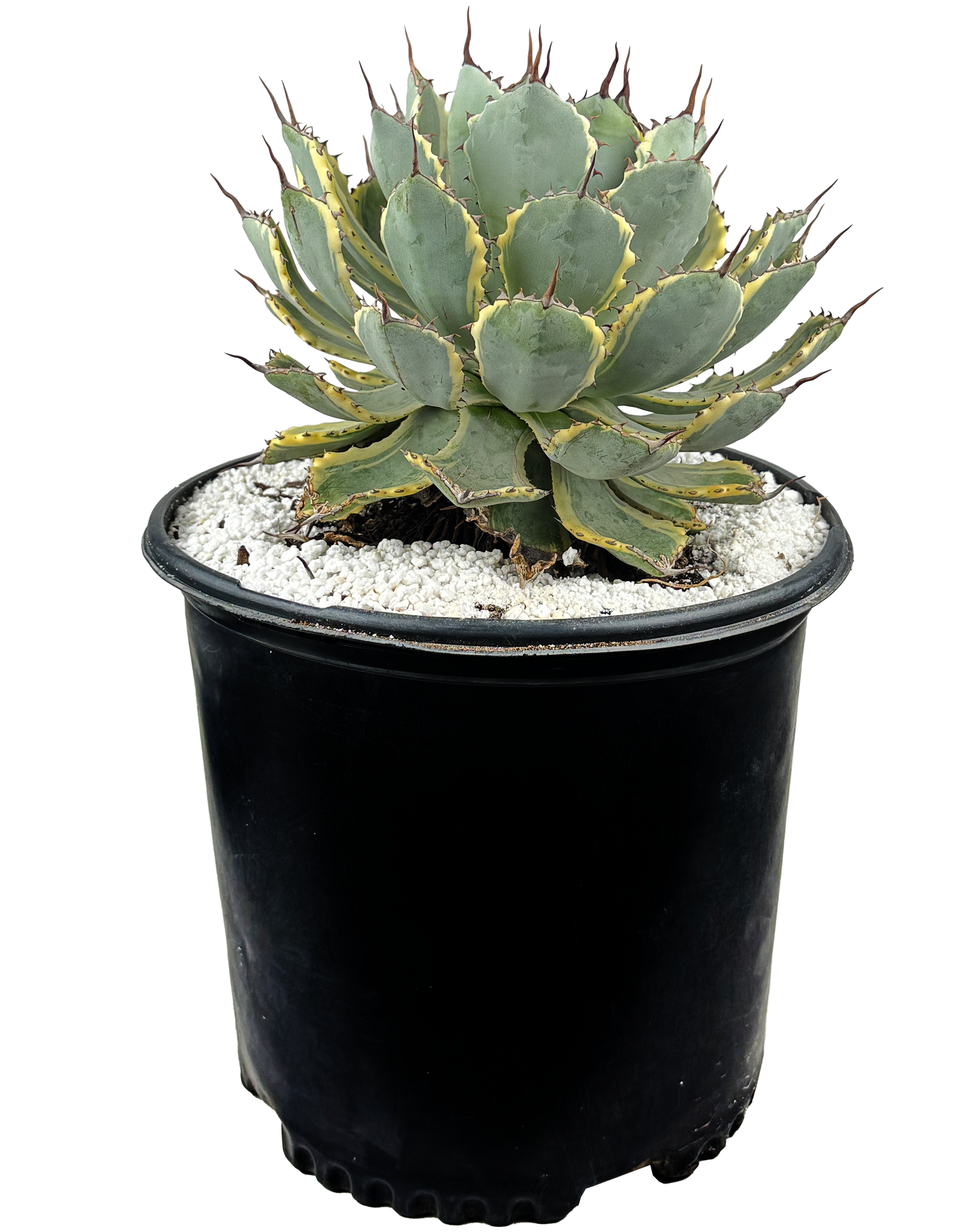 Agave x 'Kissho Kan' - Lucky Crown, Dwarf variegated butterfly