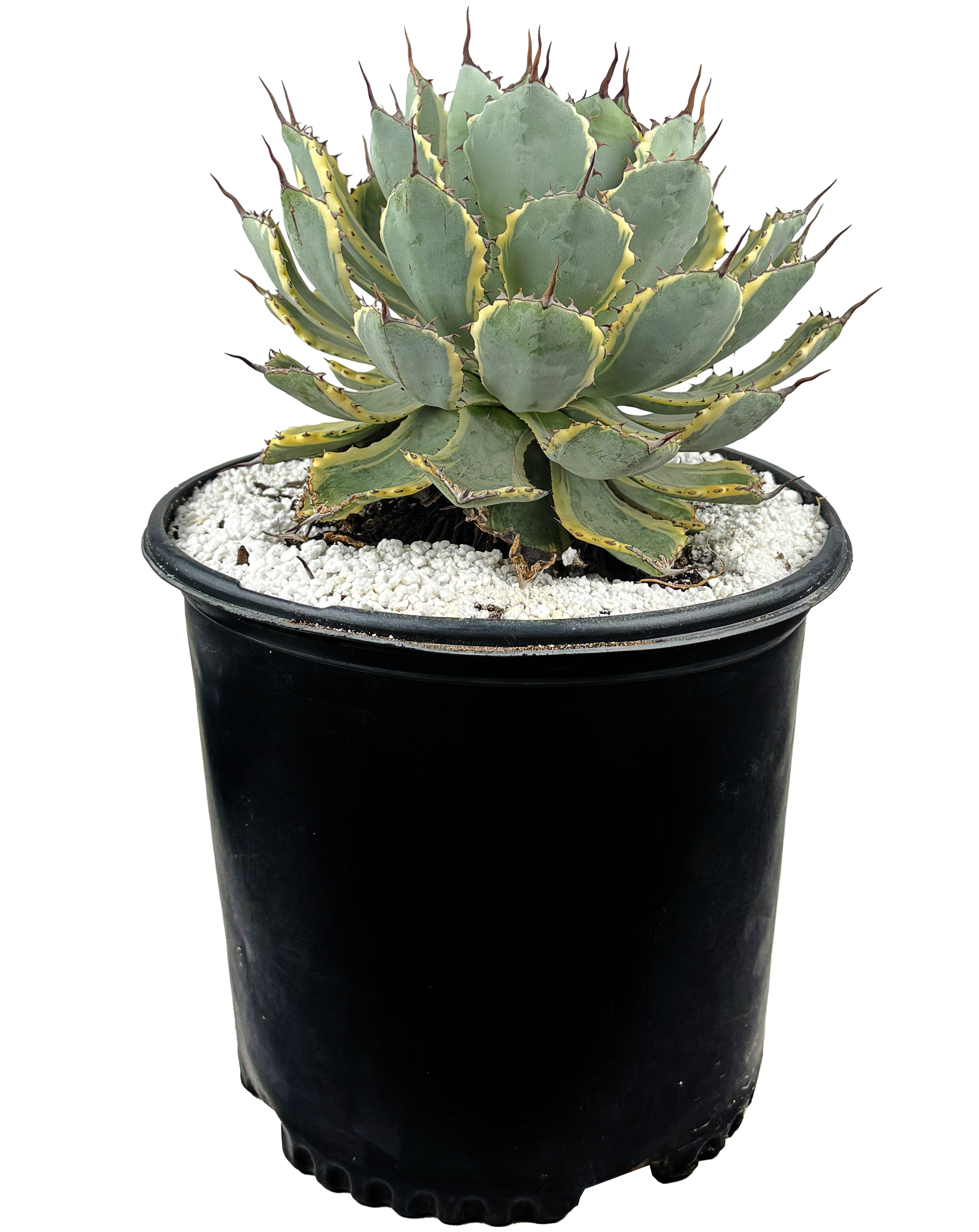 アガベ MALU Agave x 'Kissho Kan' - Lucky Crown, Dwarf variegated butterfly