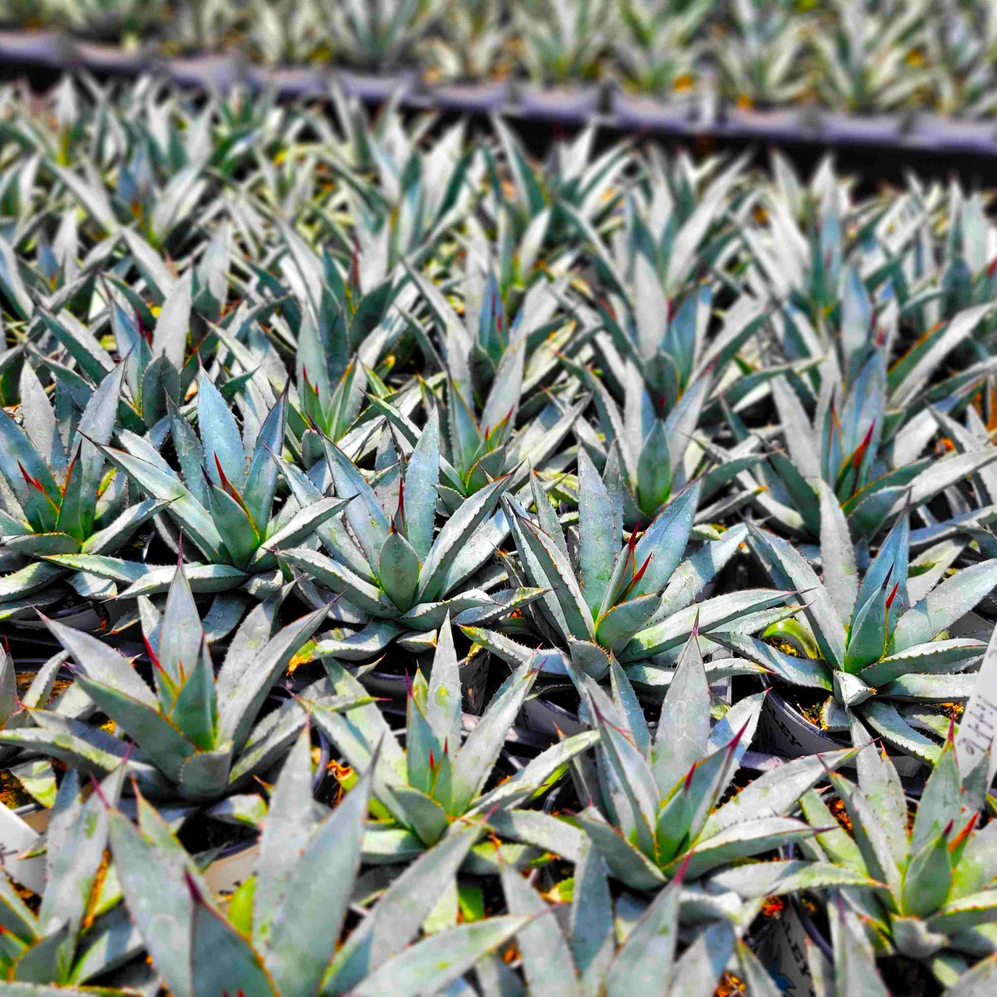 Agave x 'Little Shark' – Happy Valley Plants