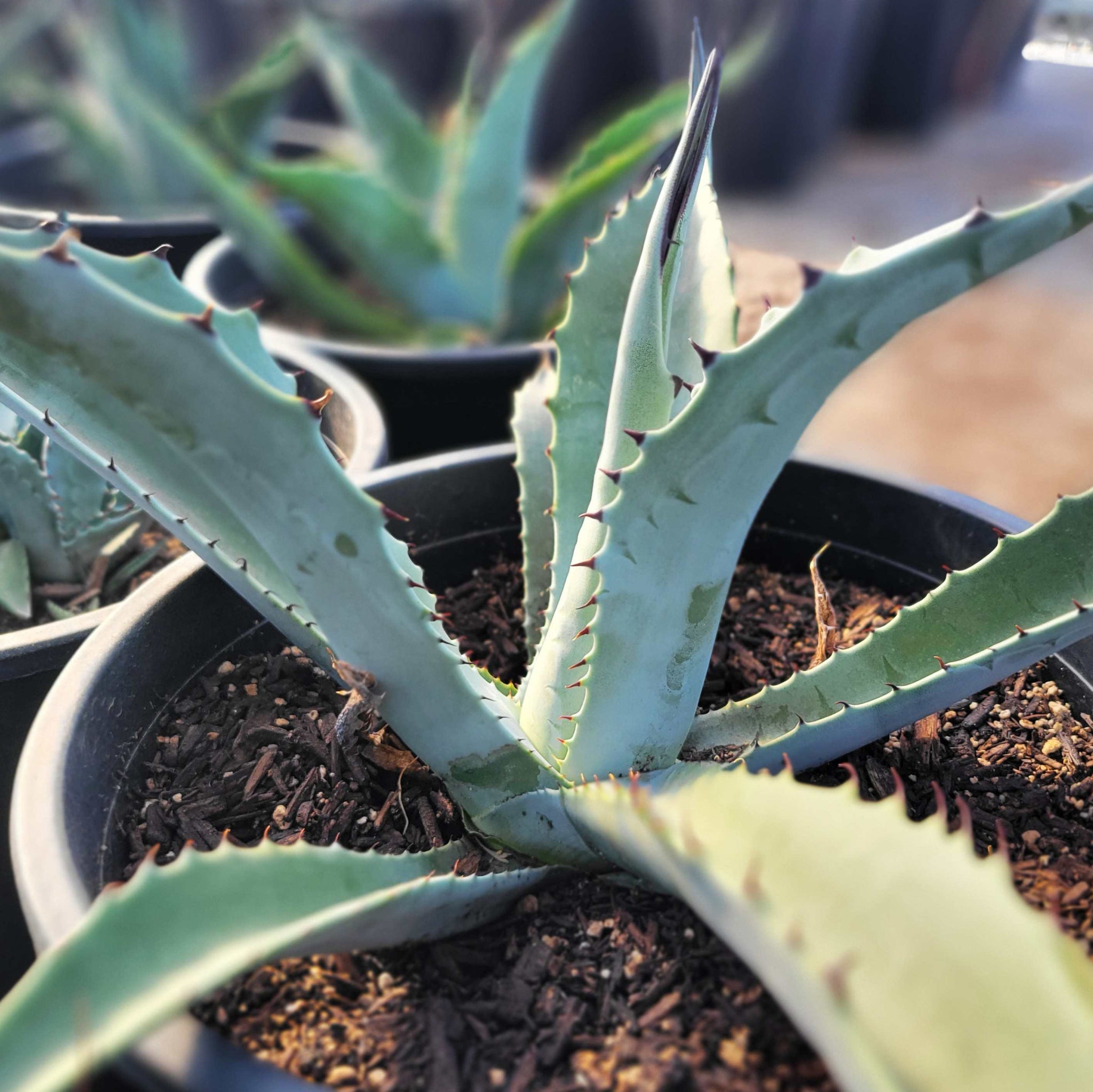 Agave havardiana hybrid 'Marfa Gray' – Happy Valley Plants