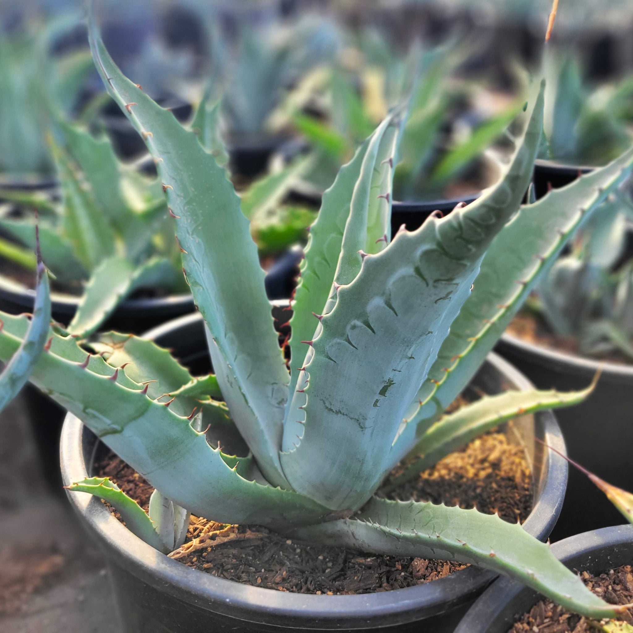 Agave havardiana hybrid 'Marfa Gray' – Happy Valley Plants