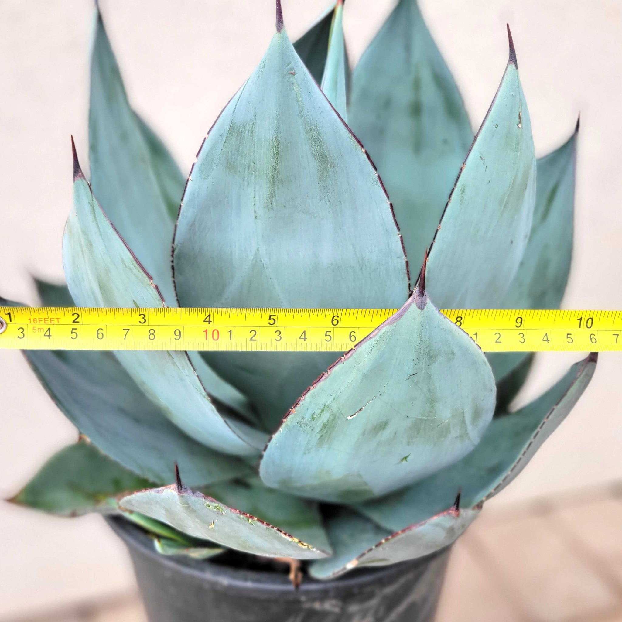 Agave x 'Nova' – Happy Valley Plants