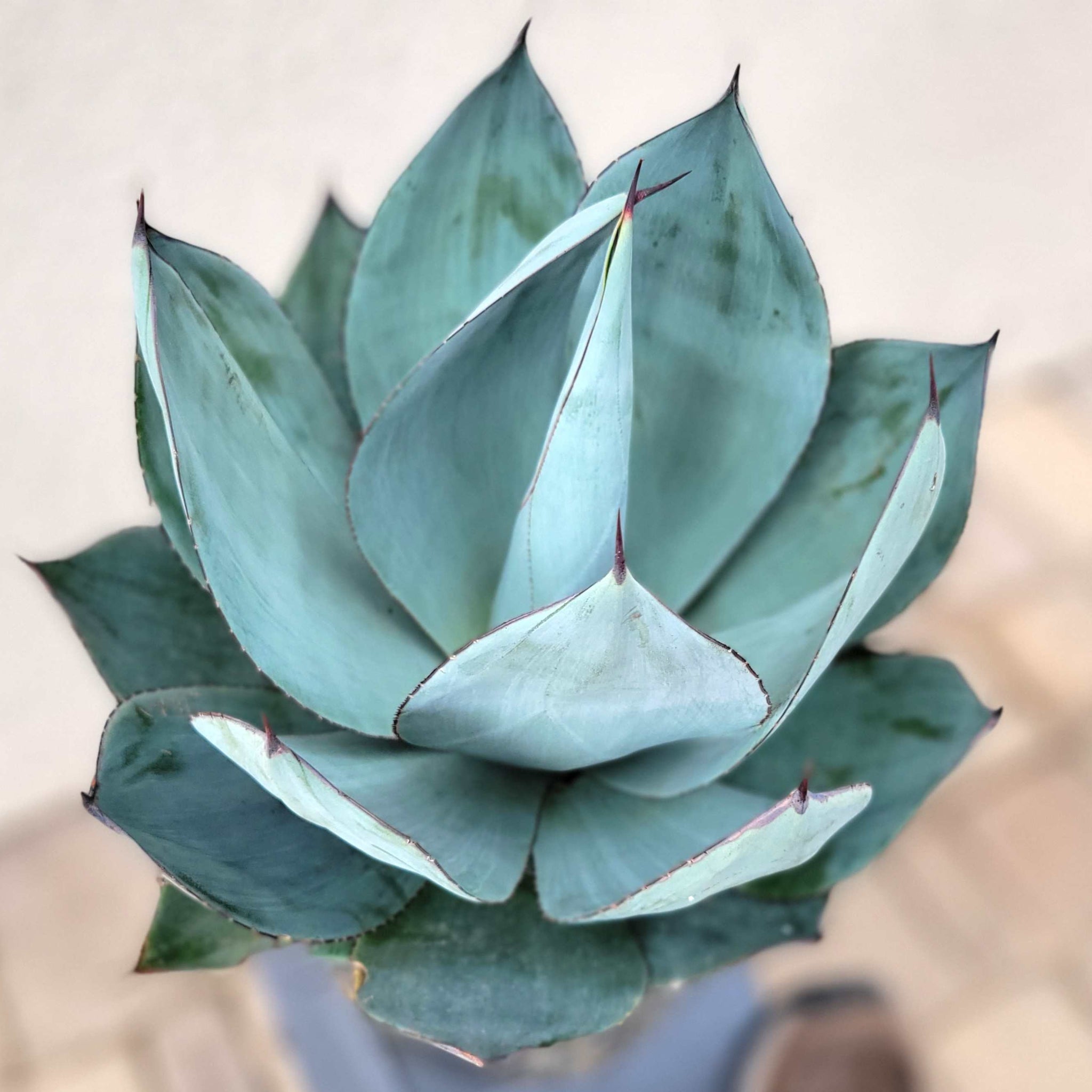 Agave x 'Nova' – Happy Valley Plants
