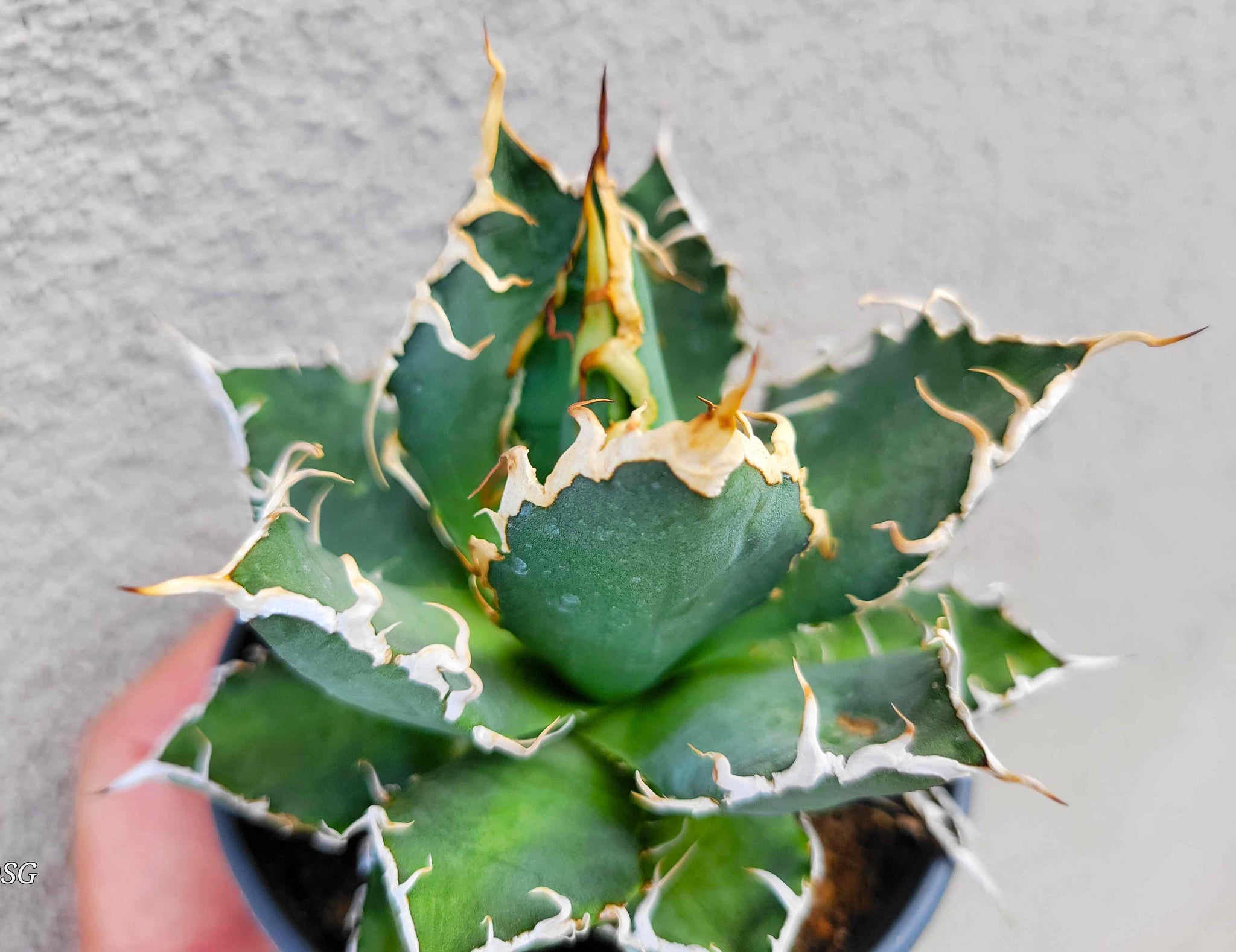 Agave hybrid 'Oaxaca' – Happy Valley Plants