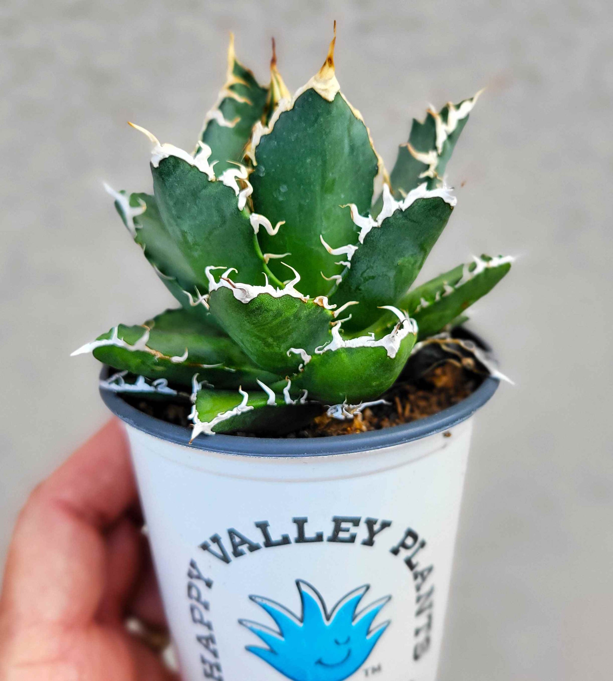 Agave hybrid 'Oaxaca' – Happy Valley Plants