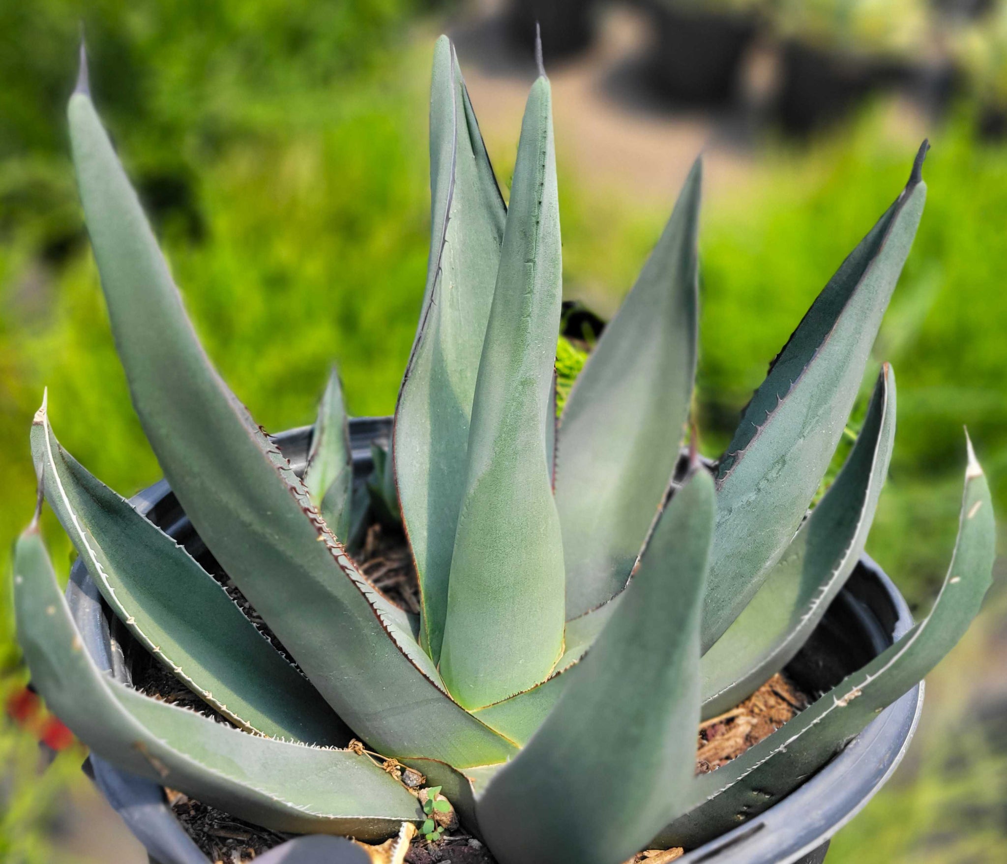 Agave scabra hybrid 'Sharkskin' – Happy Valley Plants