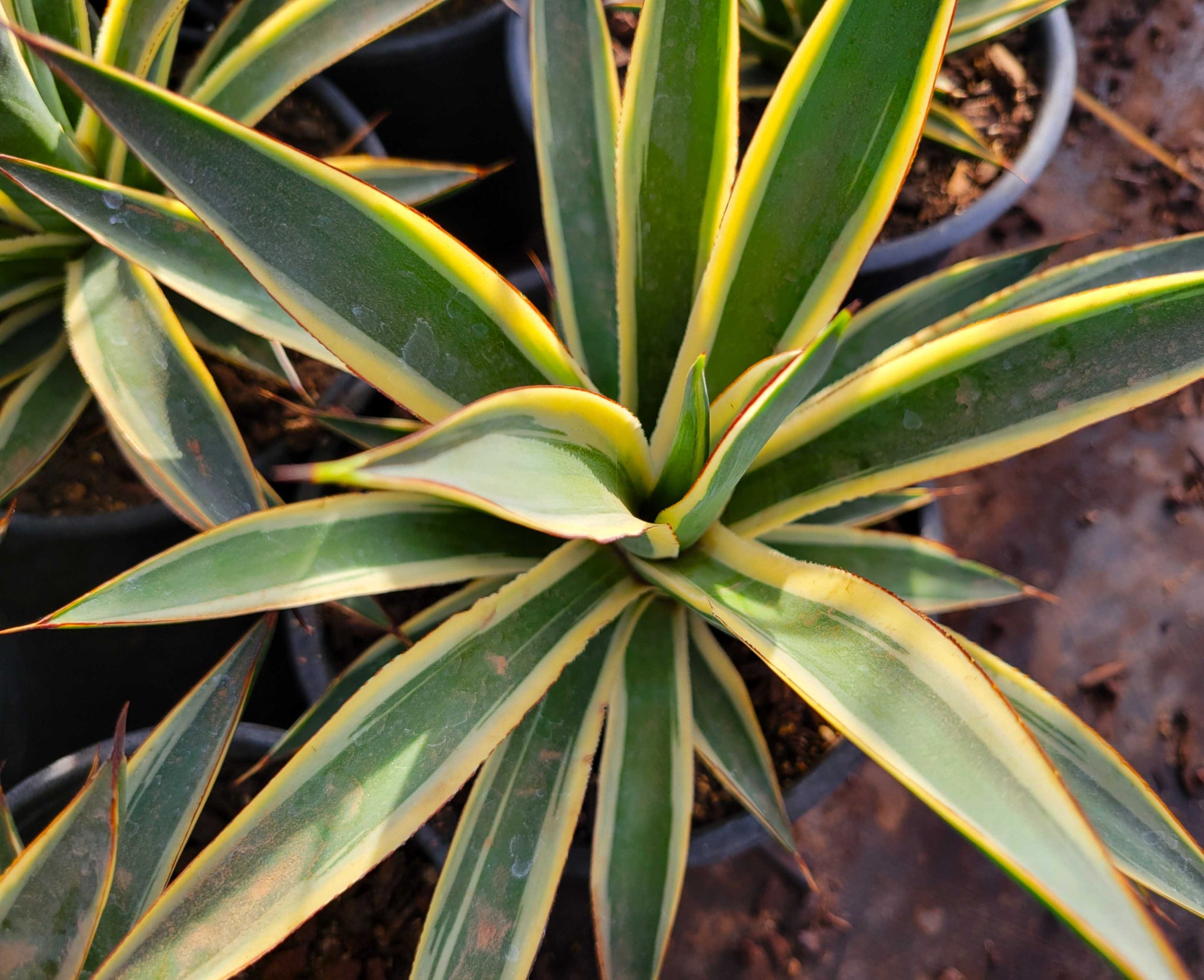 Agave x 'Snow Glow' – Happy Valley Plants