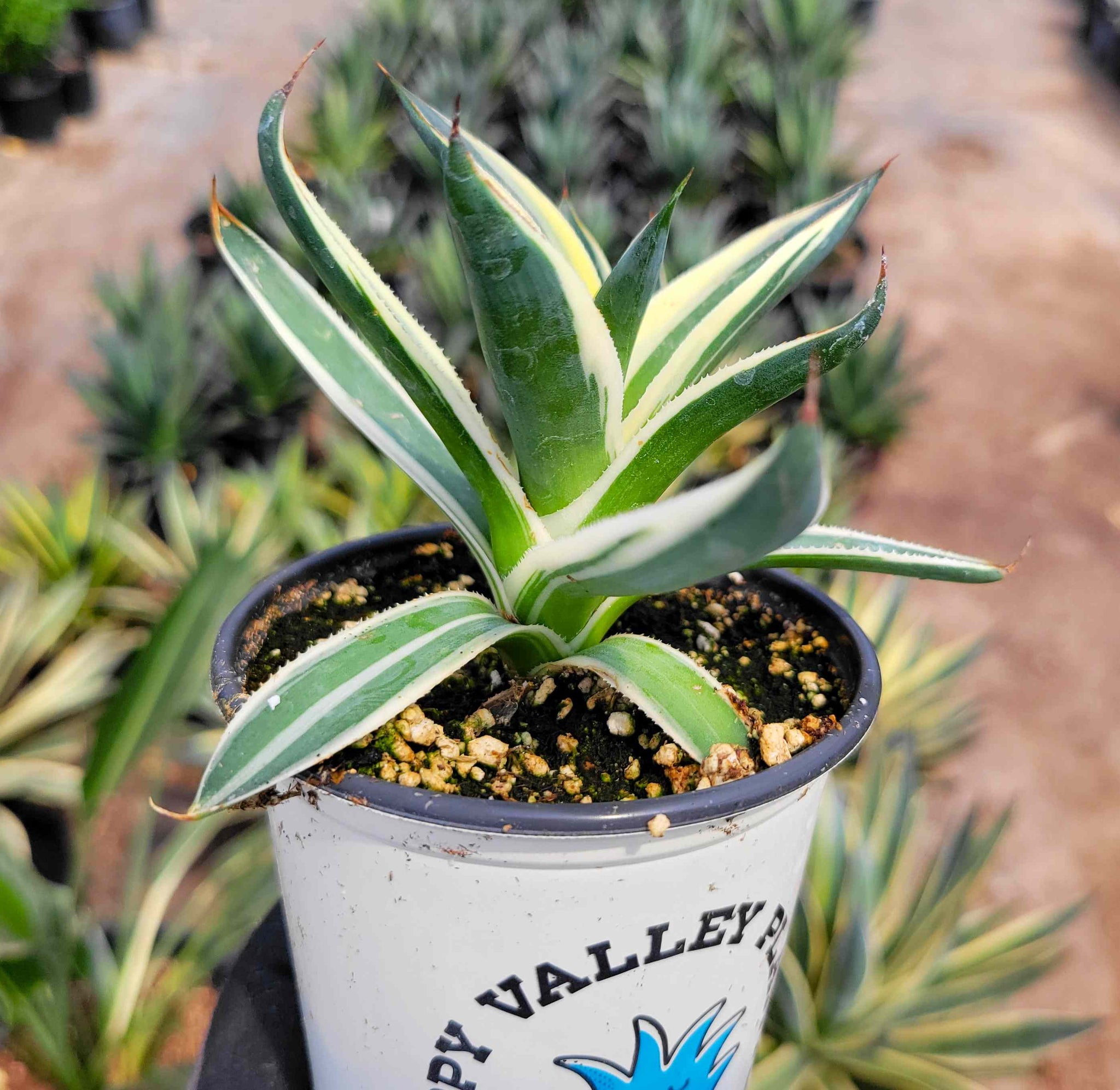 Agave x 'Snow Glow' – Happy Valley Plants