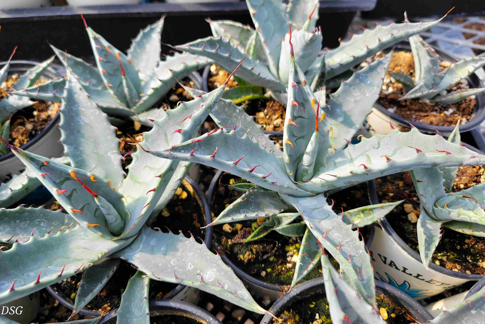 Agave zebra – Happy Valley Plants